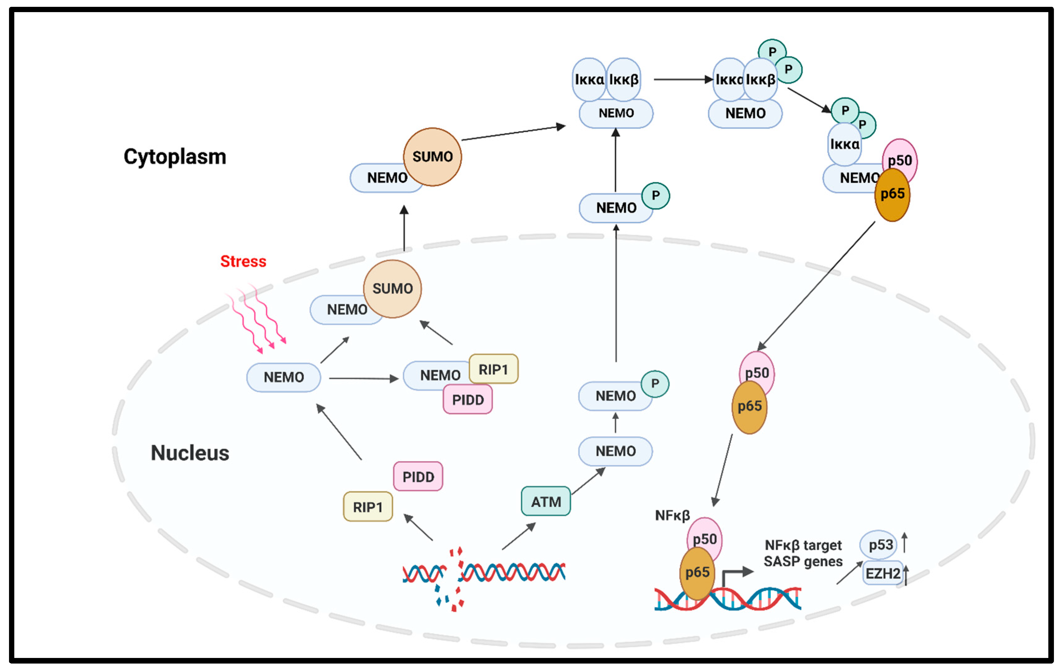 Ijms 24 02877 g004 Ijms 24 02877 g004