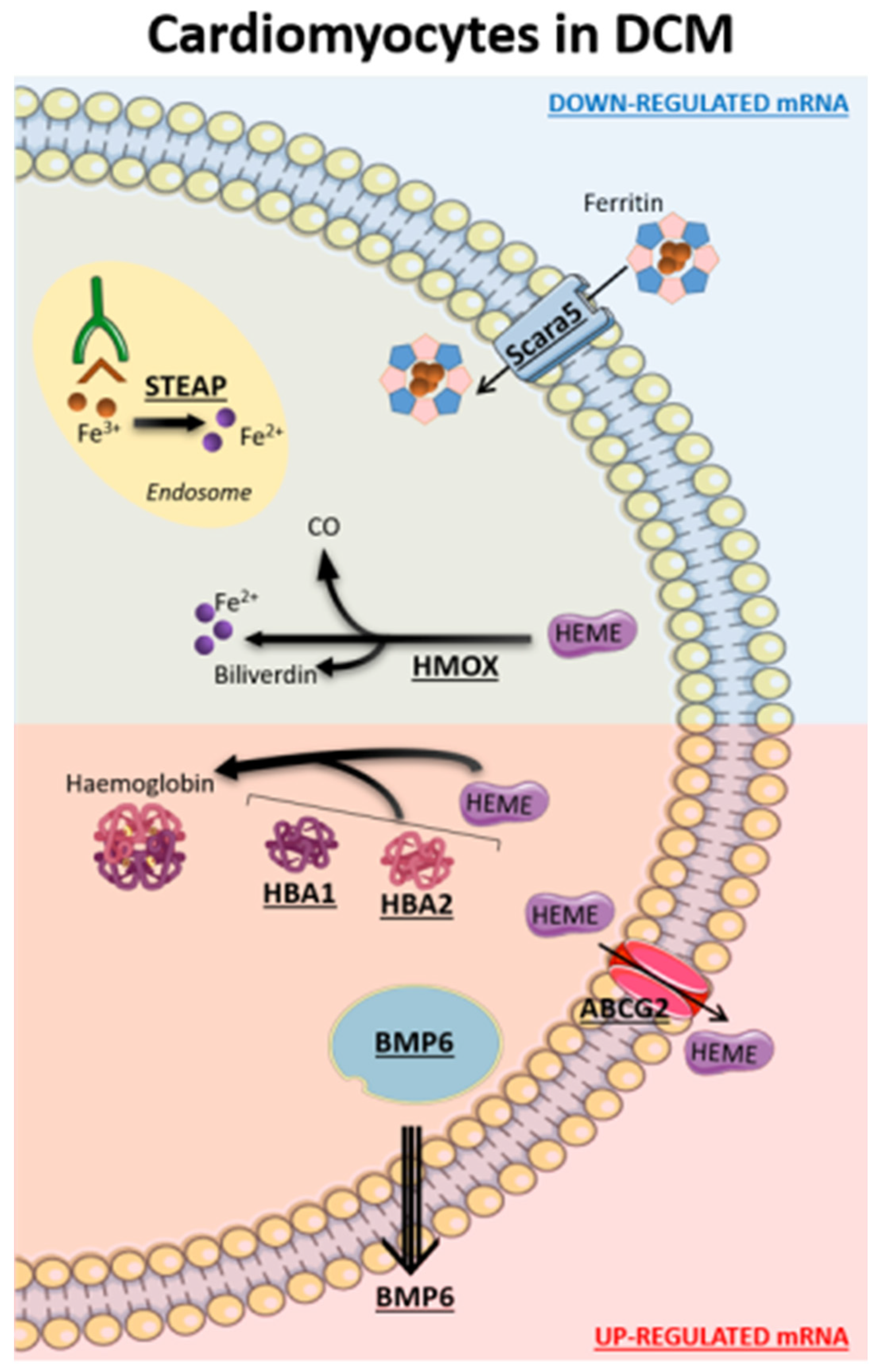 Ijms 24 02887 g003 Ijms 24 02887 g003