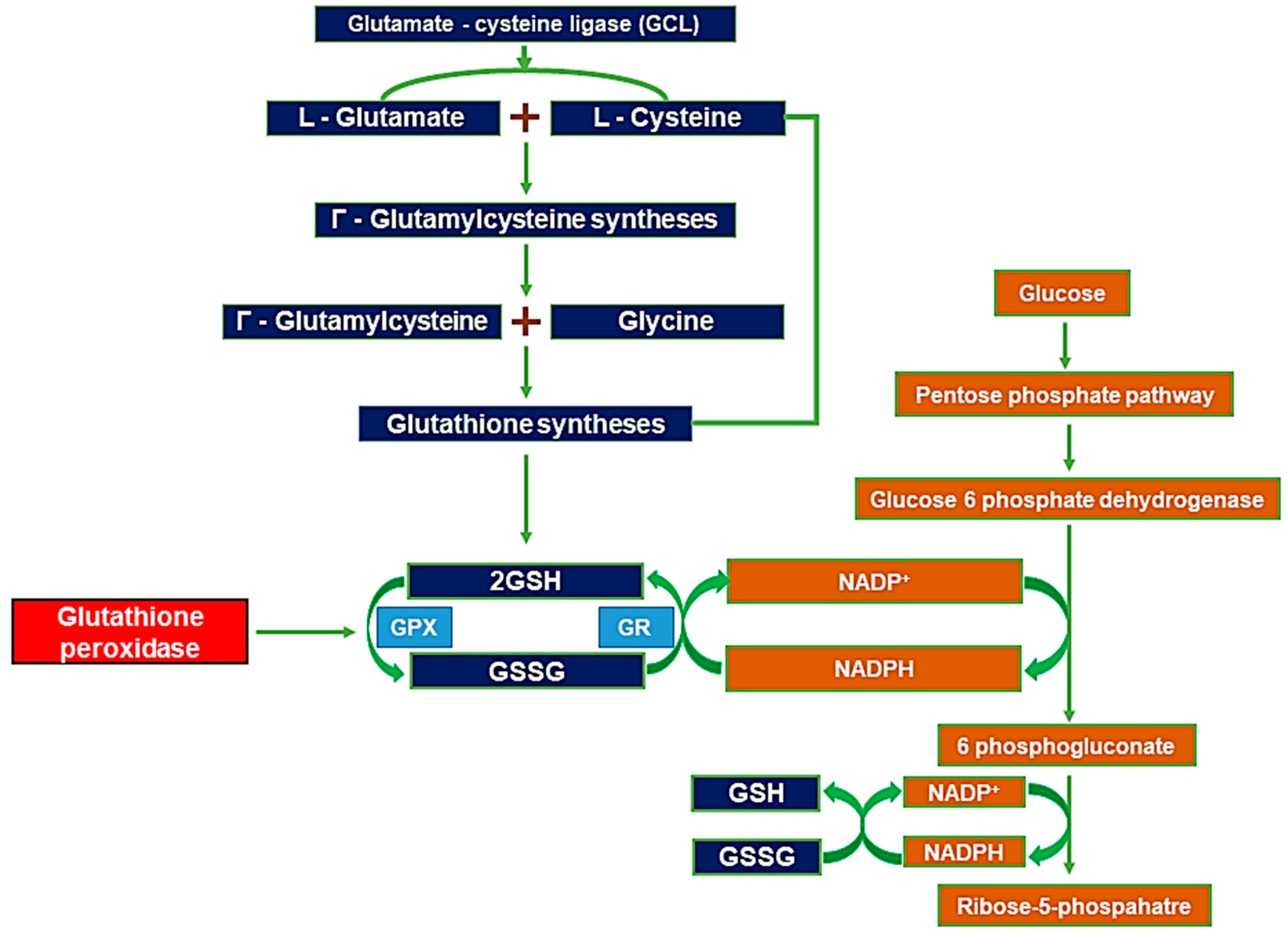 Ijms 24 02950 g001 Ijms 24 02950 g001