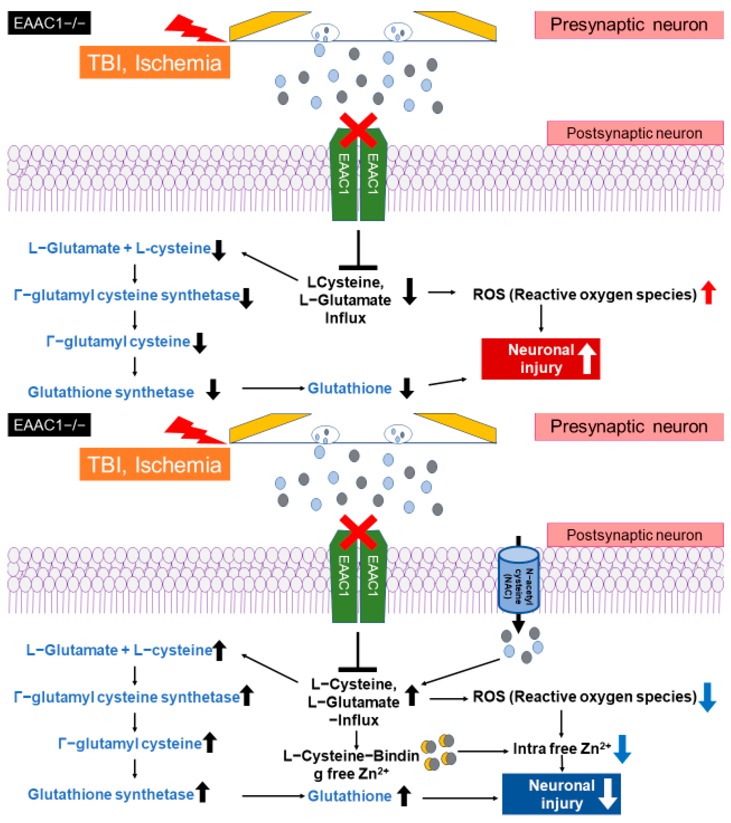 Ijms 24 02950 g003 Ijms 24 02950 g003