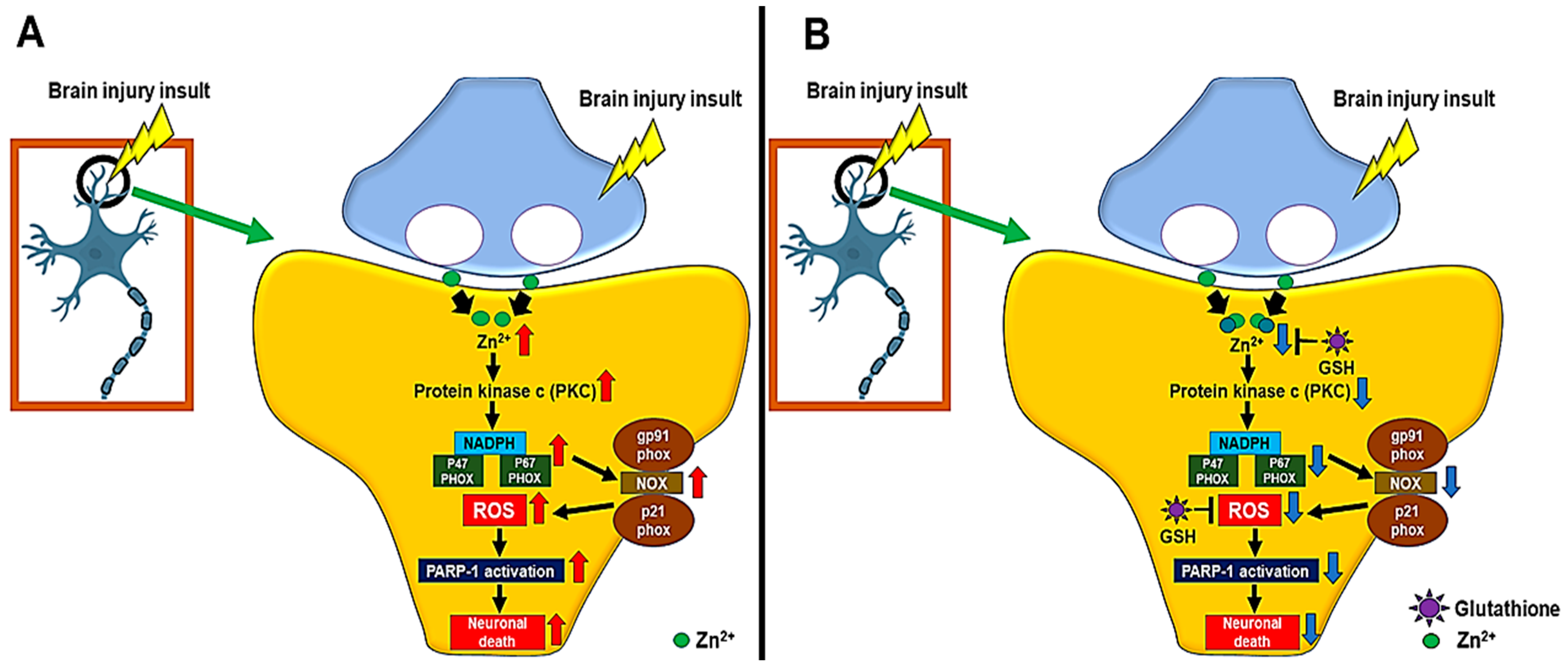 Ijms 24 02950 g004 Ijms 24 02950 g004