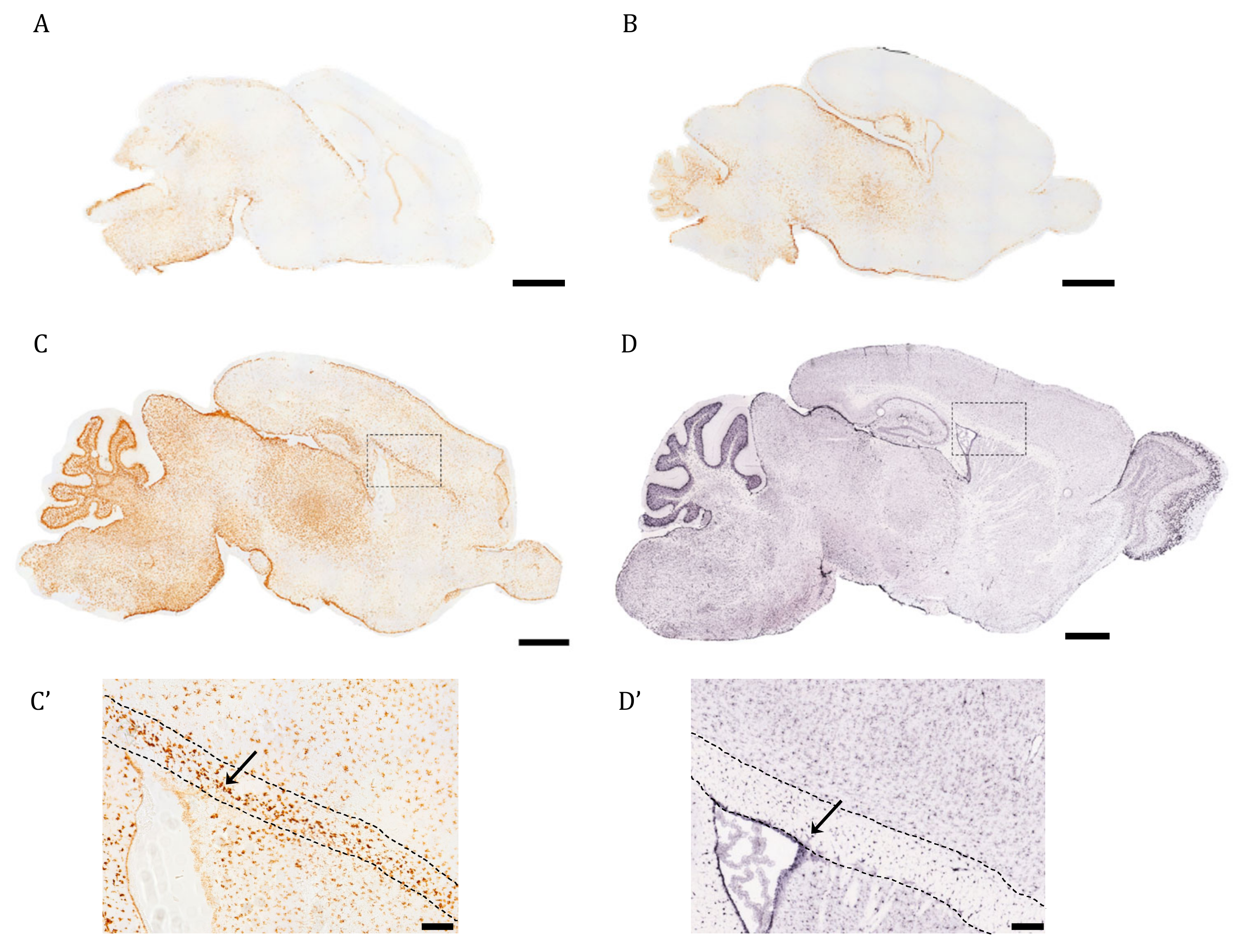 Ijms 24 03048 g001 Ijms 24 03048 g001