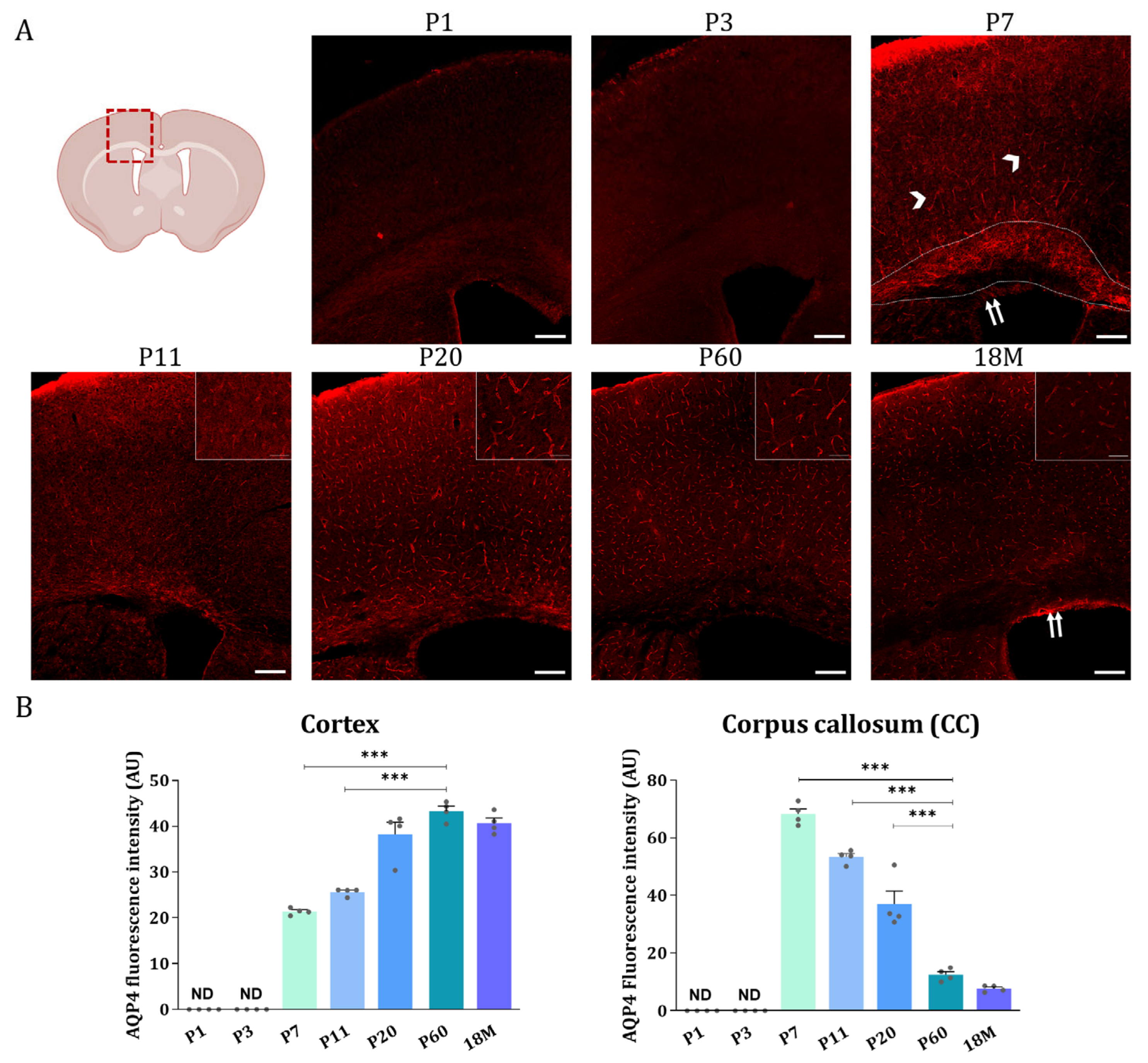 Ijms 24 03048 g004 Ijms 24 03048 g004