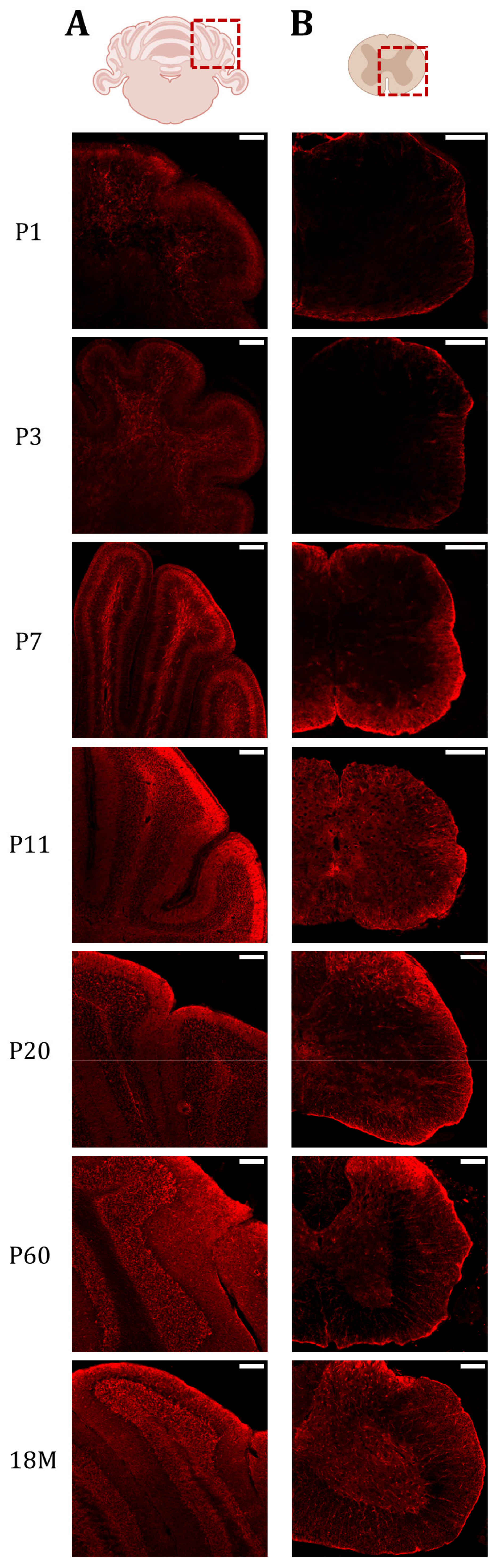 Ijms 24 03048 g005 Ijms 24 03048 g005