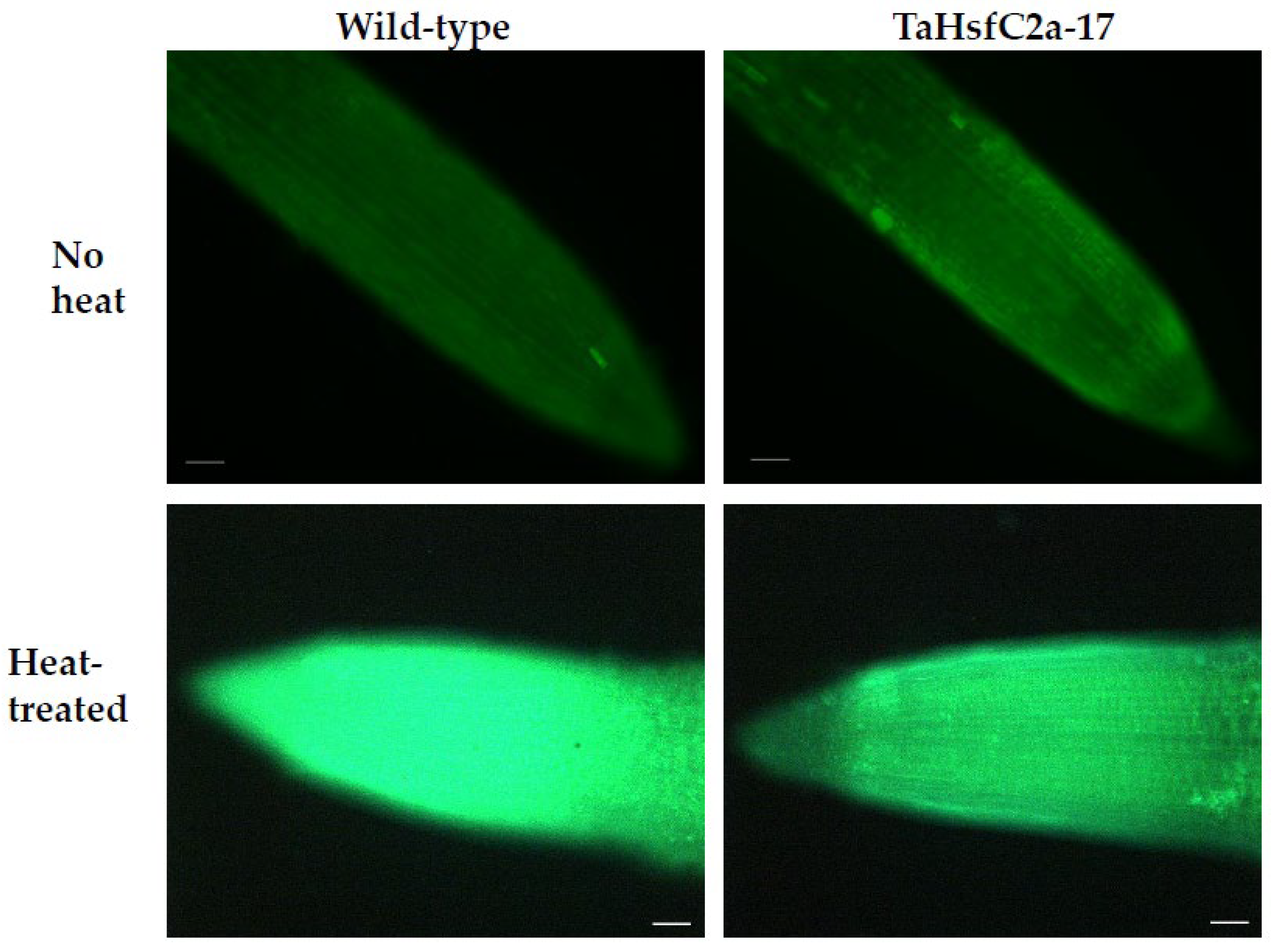 Ijms 24 03099 g004 Ijms 24 03099 g004