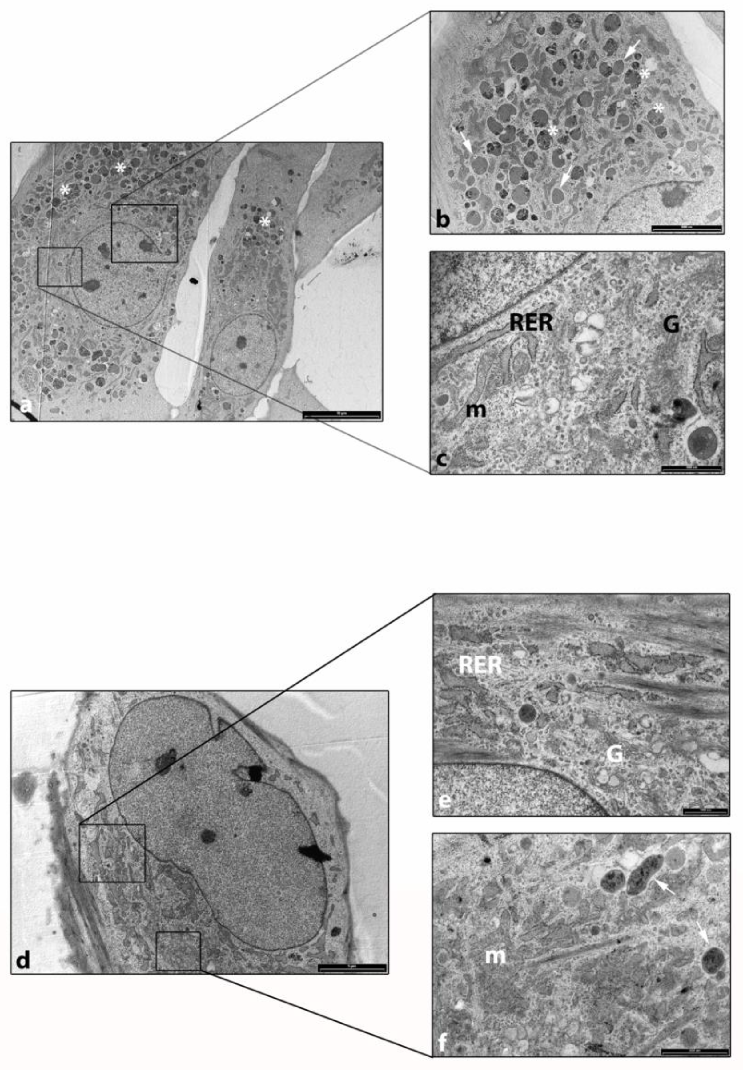 Ijms 24 03109 g003 Ijms 24 03109 g003