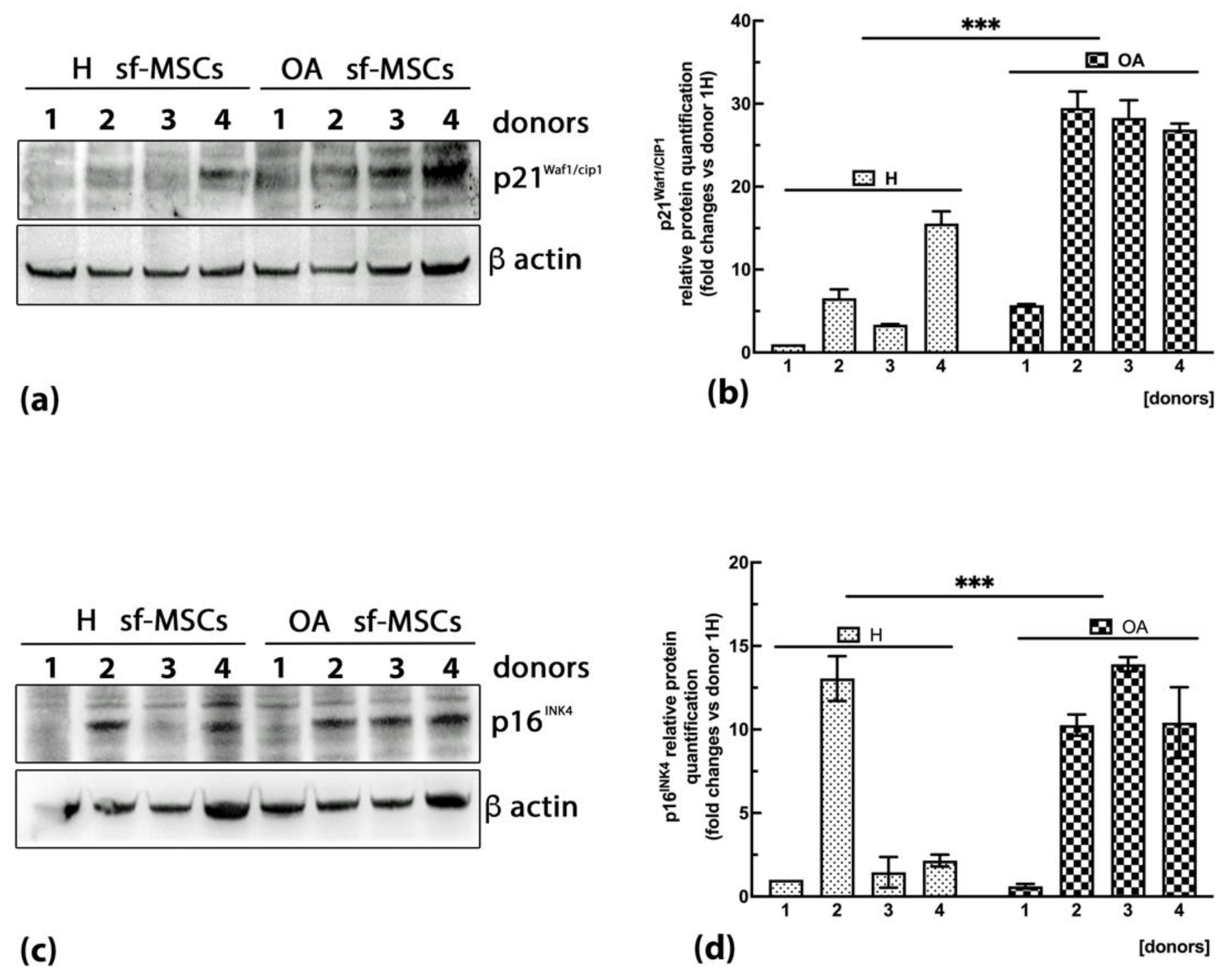 Ijms 24 03109 g005 Ijms 24 03109 g005