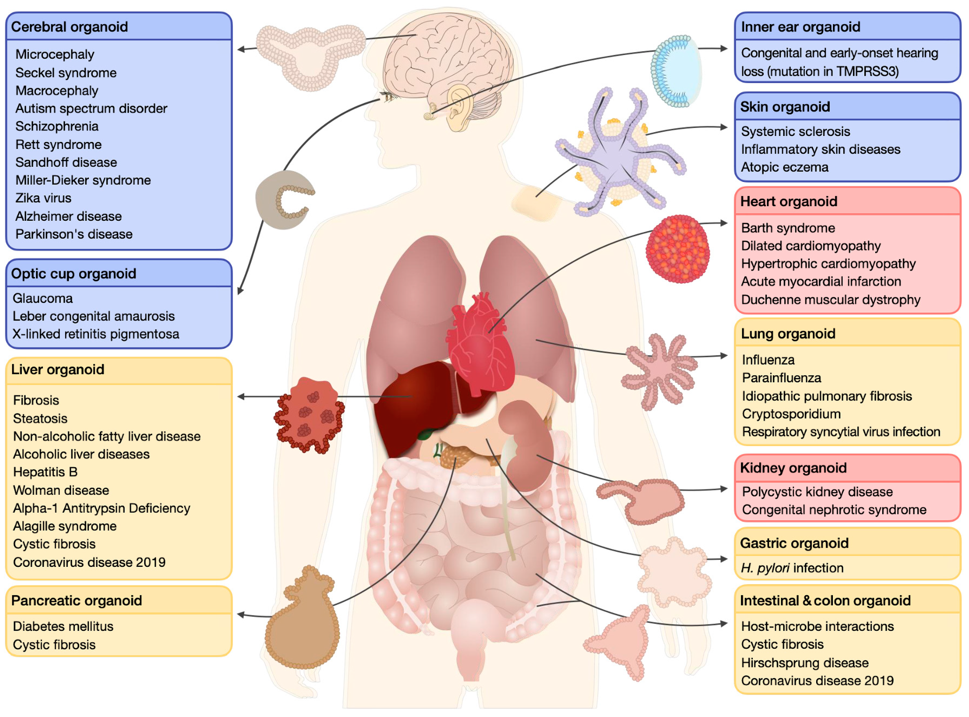 Ijms 24 03113 g001 Ijms 24 03113 g001