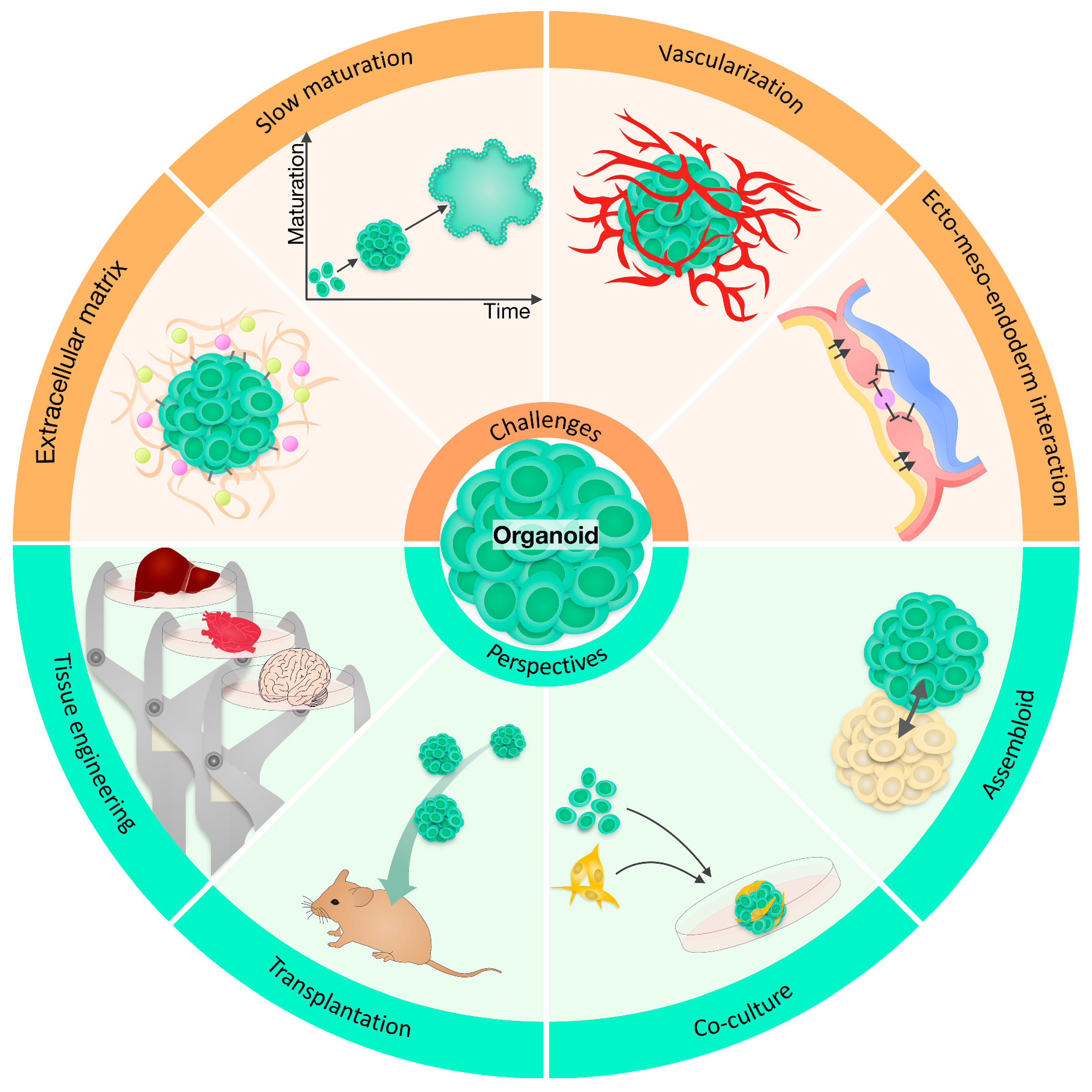 Ijms 24 03113 g005 Ijms 24 03113 g005