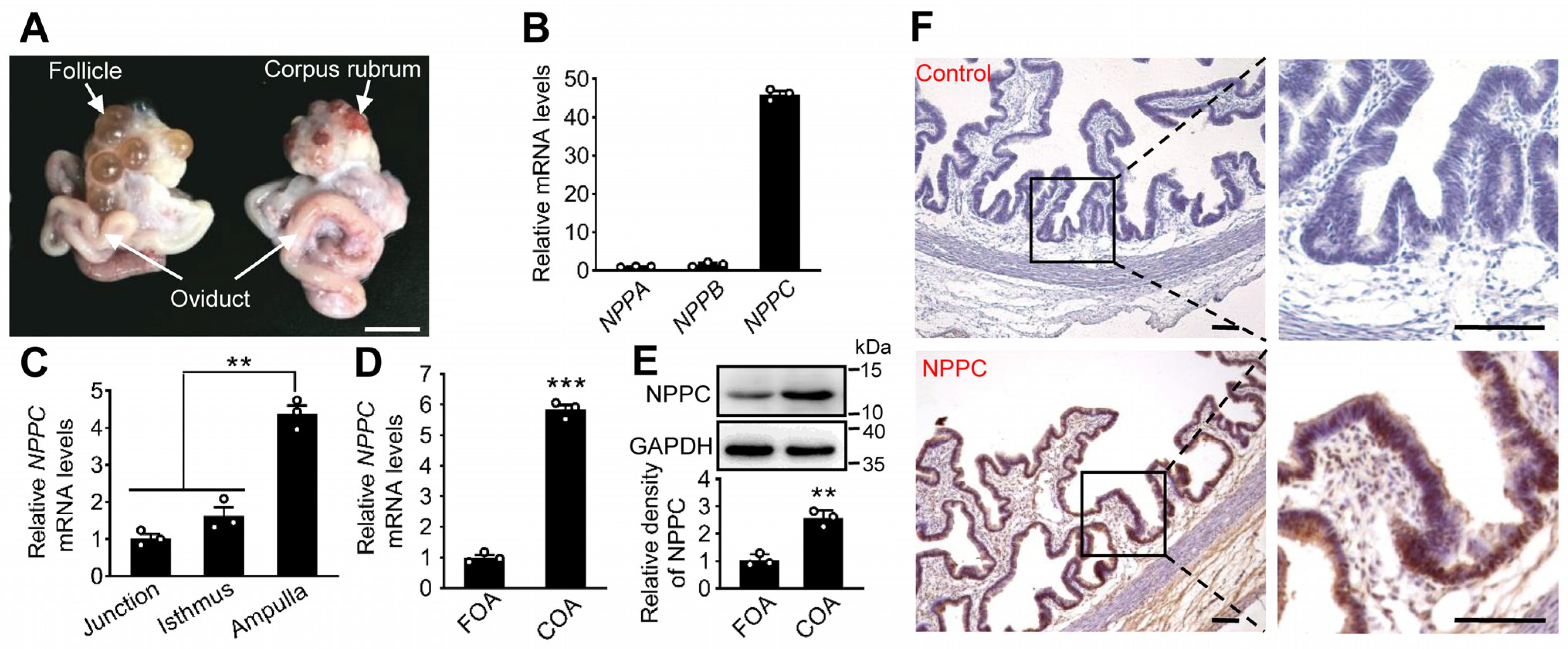 Ijms 24 03118 g001 Ijms 24 03118 g001