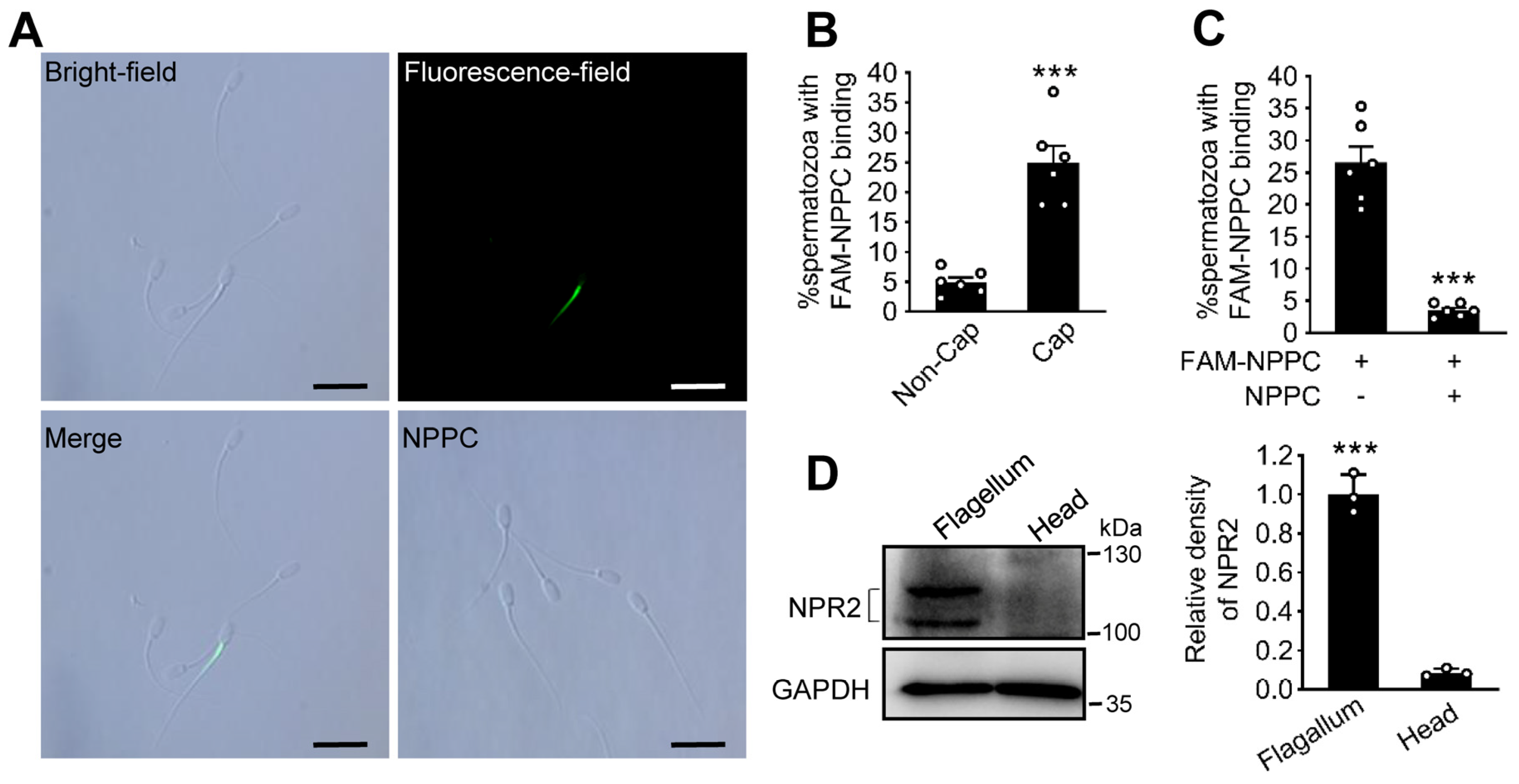 Ijms 24 03118 g002 Ijms 24 03118 g002