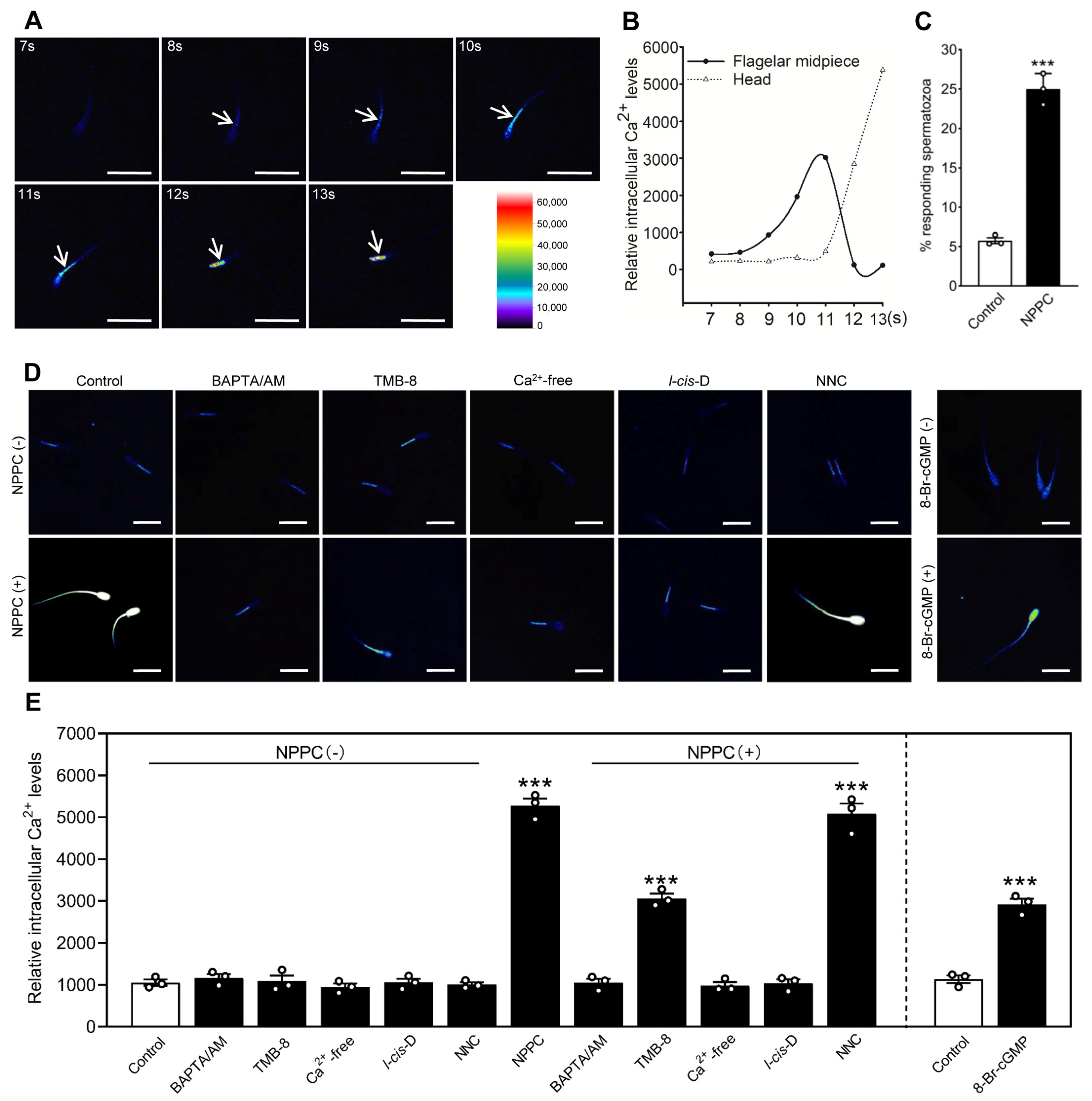 Ijms 24 03118 g003 Ijms 24 03118 g003