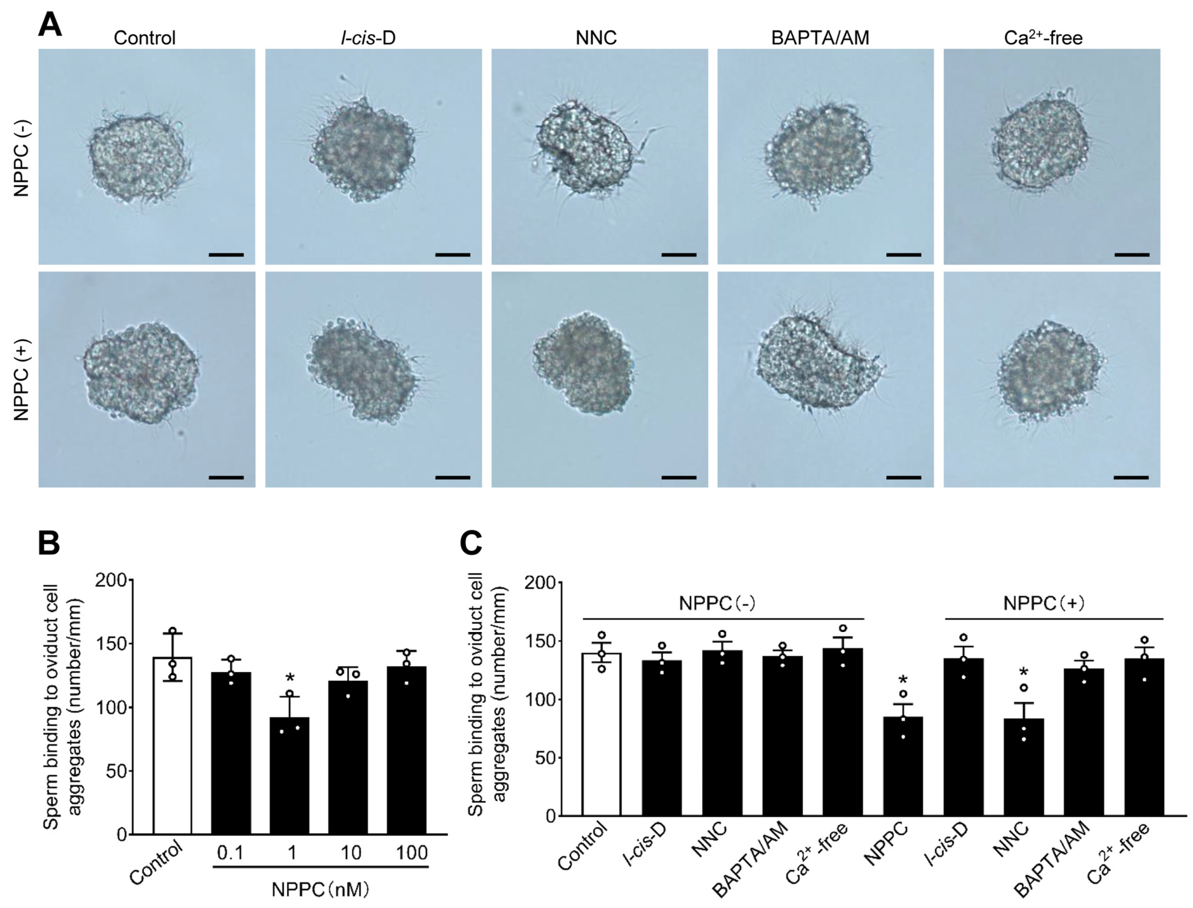 Ijms 24 03118 g004 Ijms 24 03118 g004
