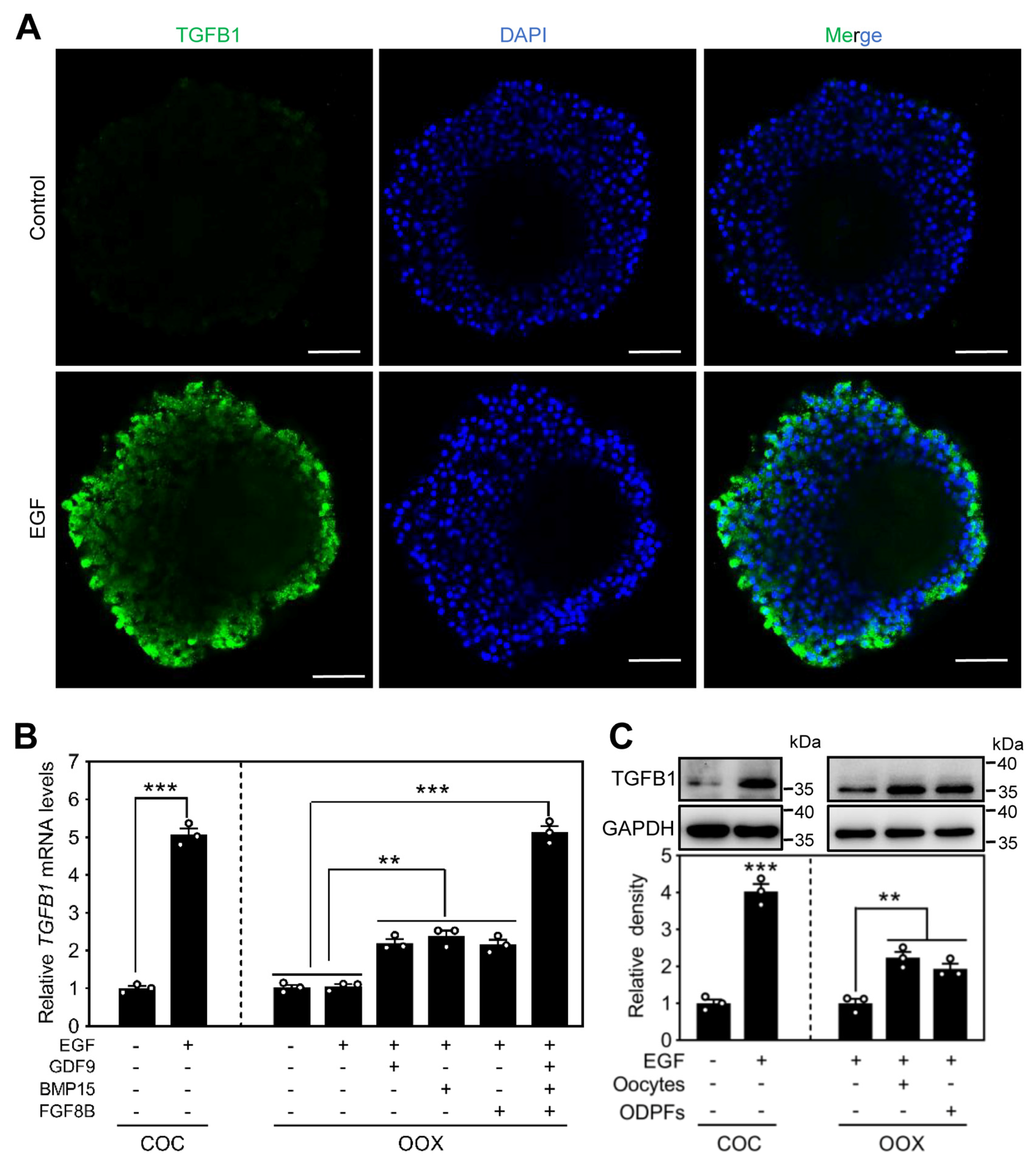 Ijms 24 03118 g006 Ijms 24 03118 g006