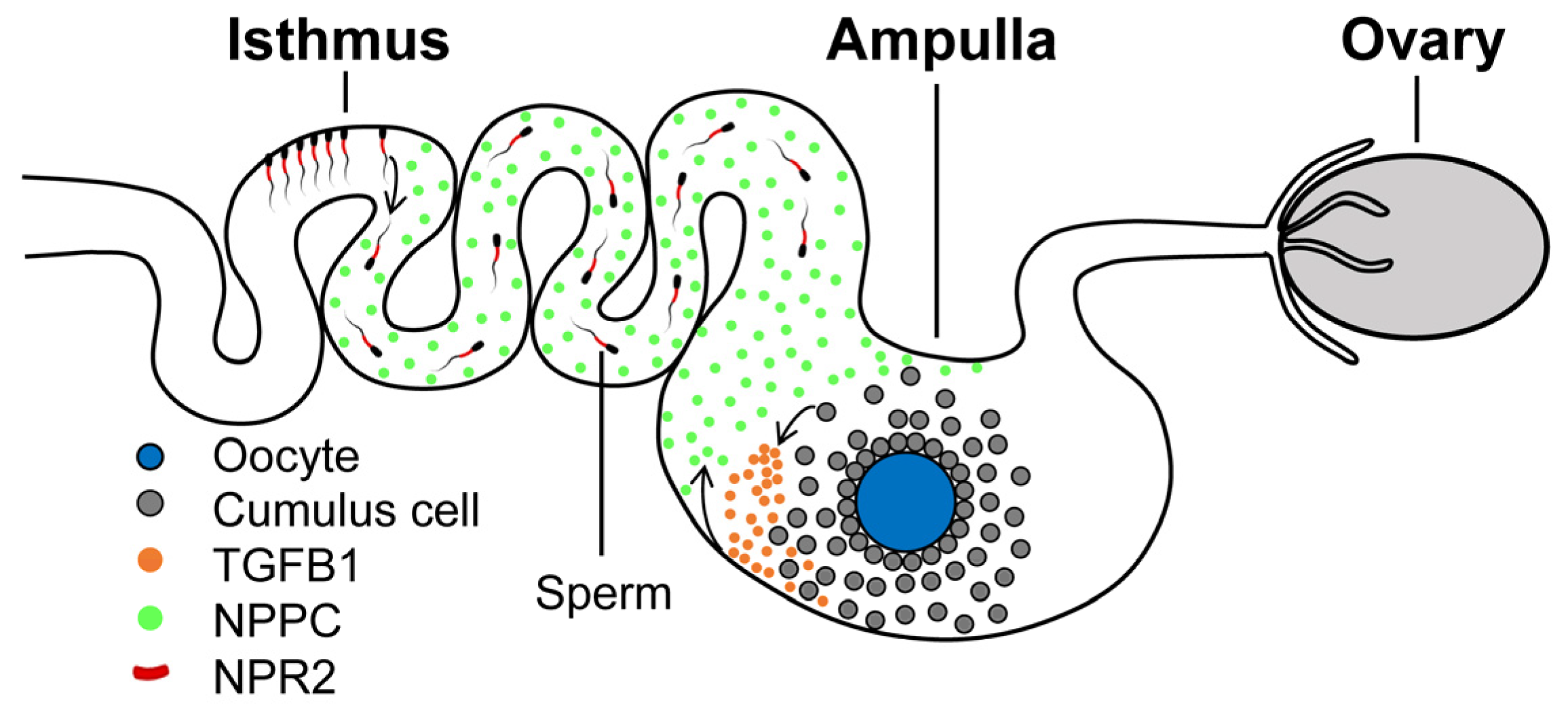 Ijms 24 03118 g007 Ijms 24 03118 g007