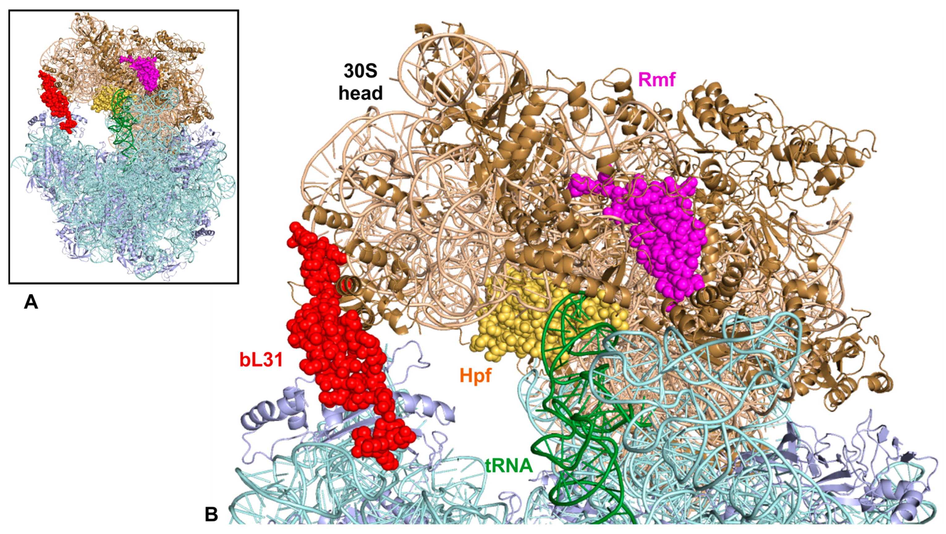 Ijms 24 03128 g004 Ijms 24 03128 g004