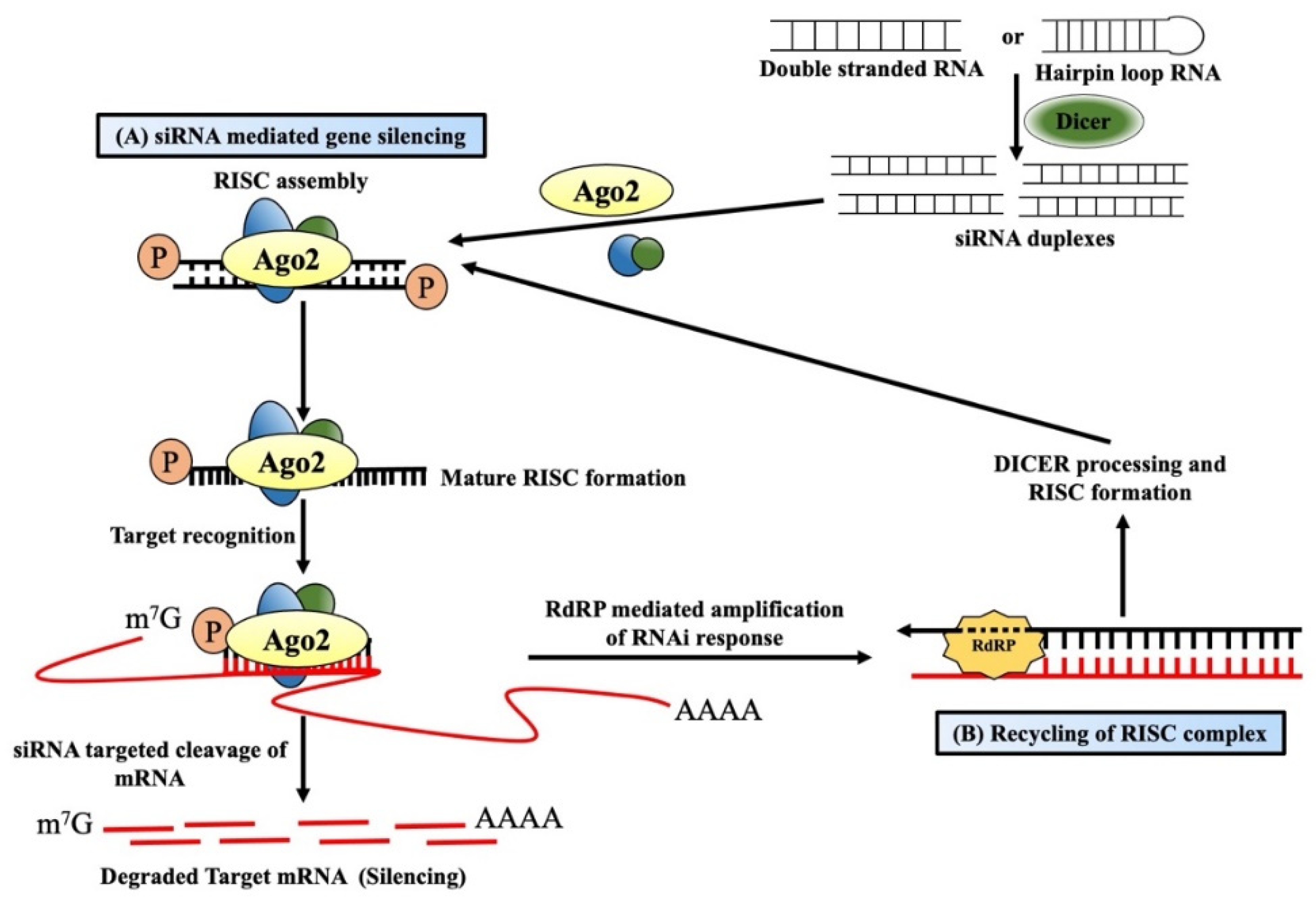 Ijms 24 03143 g001 Ijms 24 03143 g001