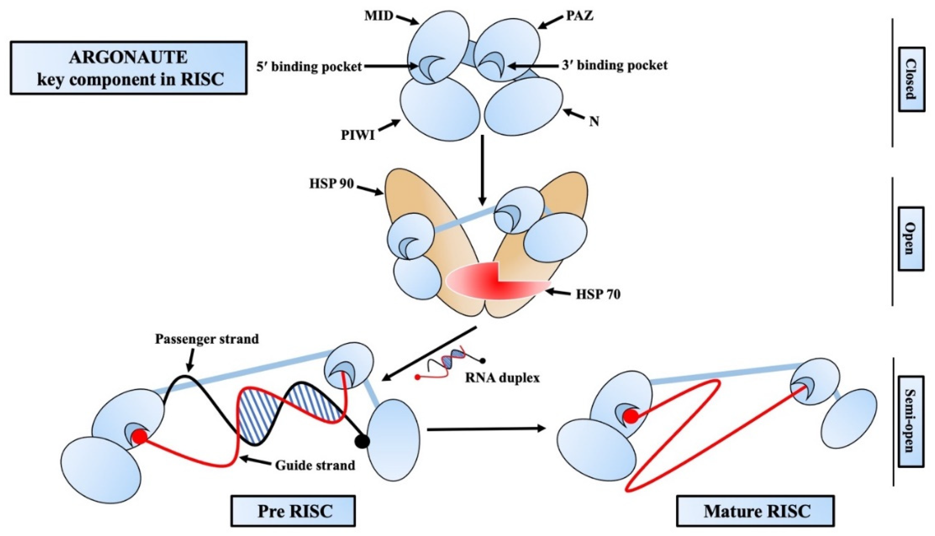 Ijms 24 03143 g002 Ijms 24 03143 g002