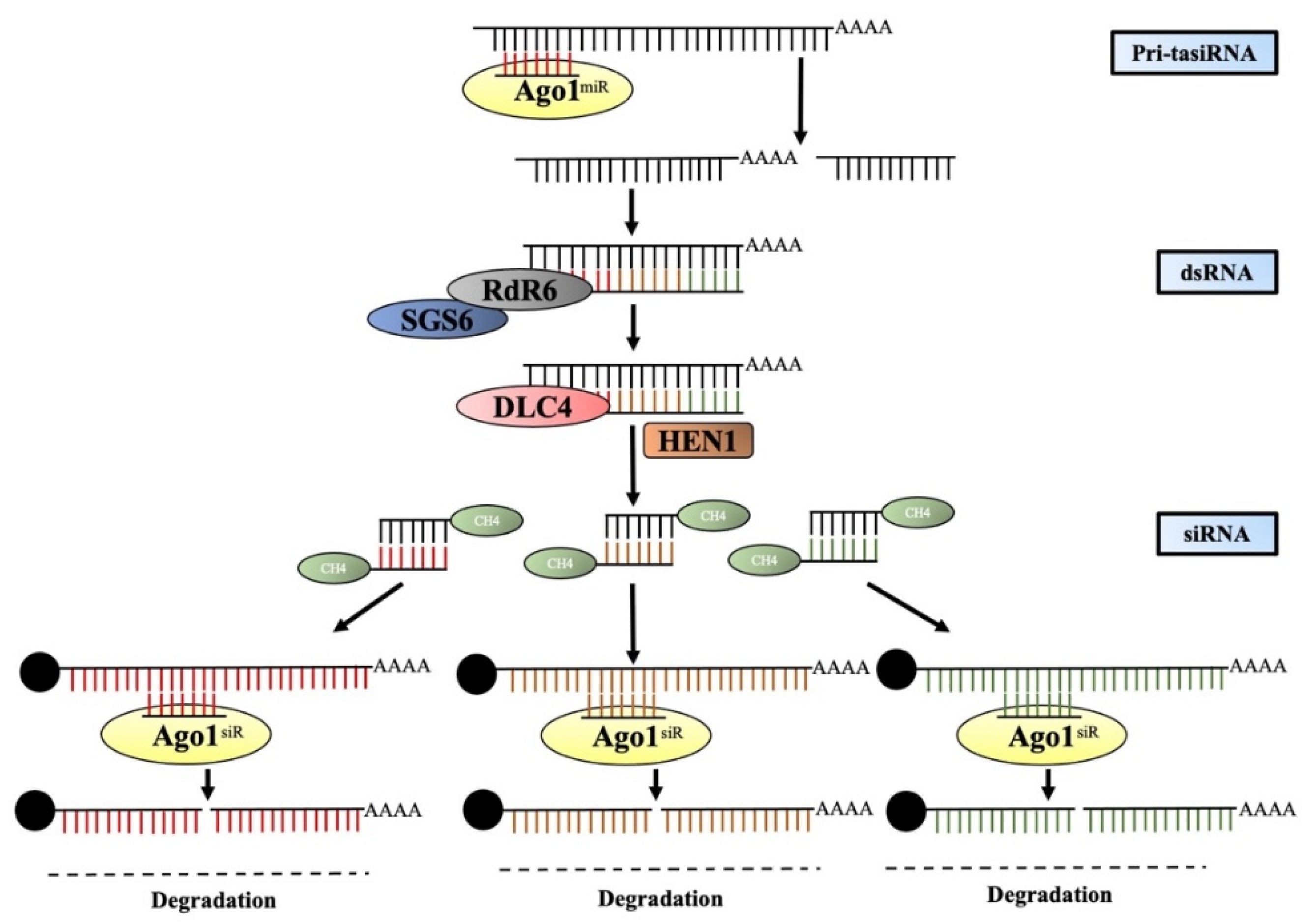 Ijms 24 03143 g004 Ijms 24 03143 g004