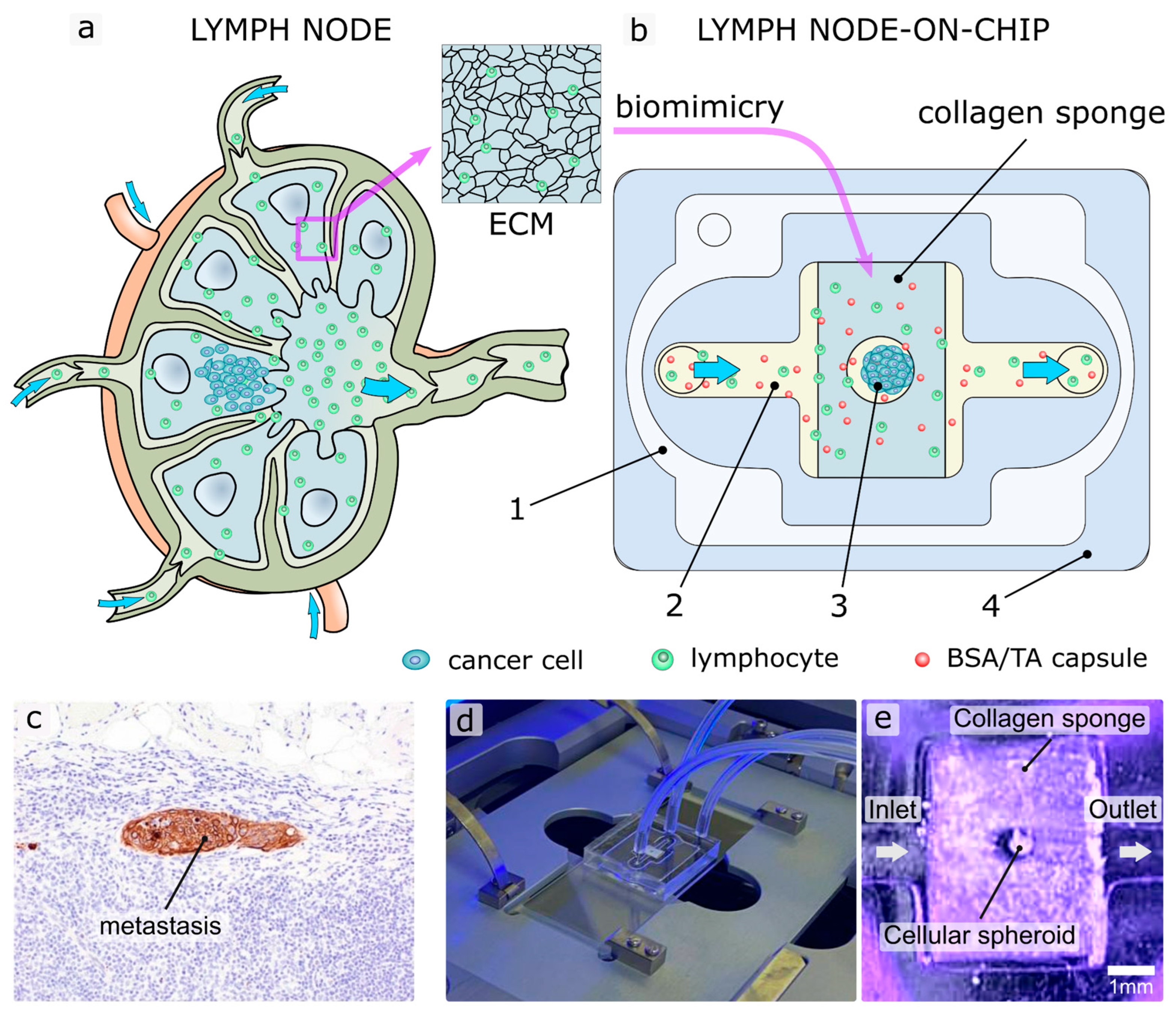 Ijms 24 03183 g001 Ijms 24 03183 g001