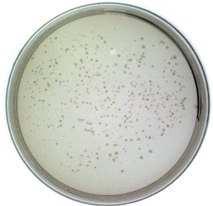 Ijms 24 03209 i001 Ijms 24 03209 i001