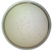 Ijms 24 03209 i002 Ijms 24 03209 i002