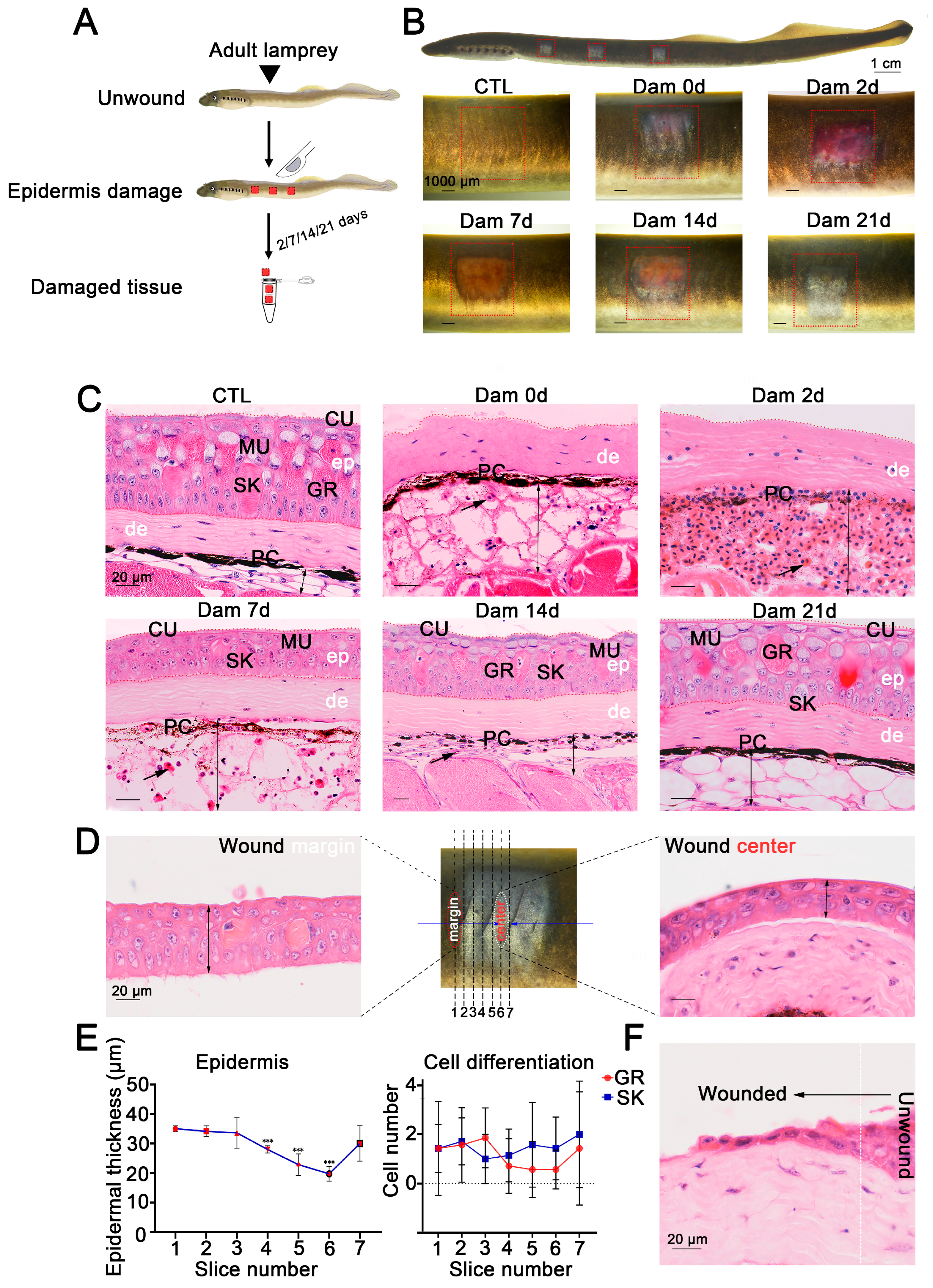 Ijms 24 03213 g001 Ijms 24 03213 g001