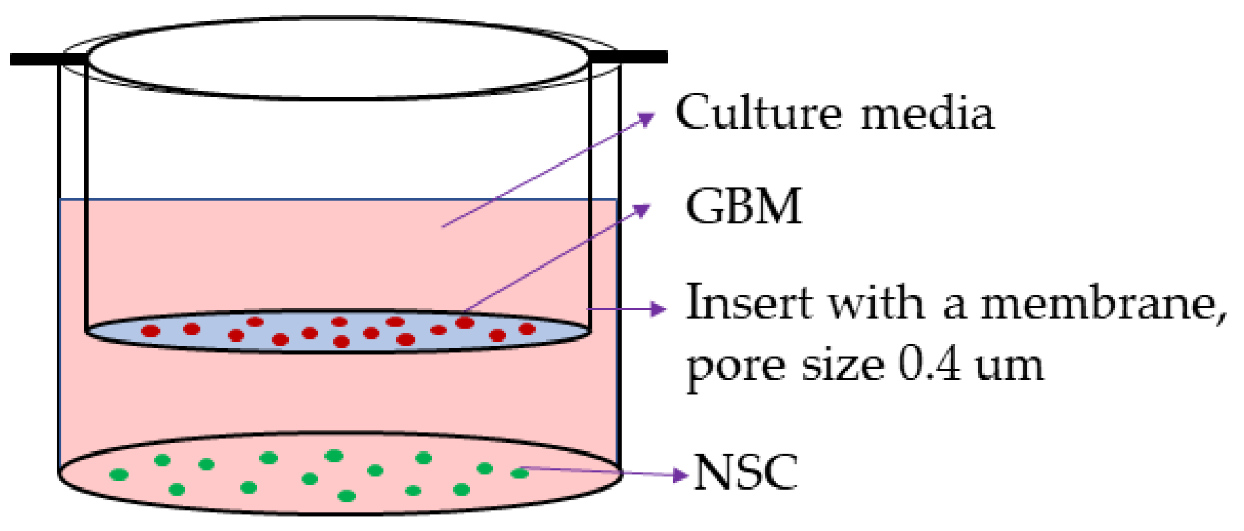 Ijms 24 03242 g004 Ijms 24 03242 g004