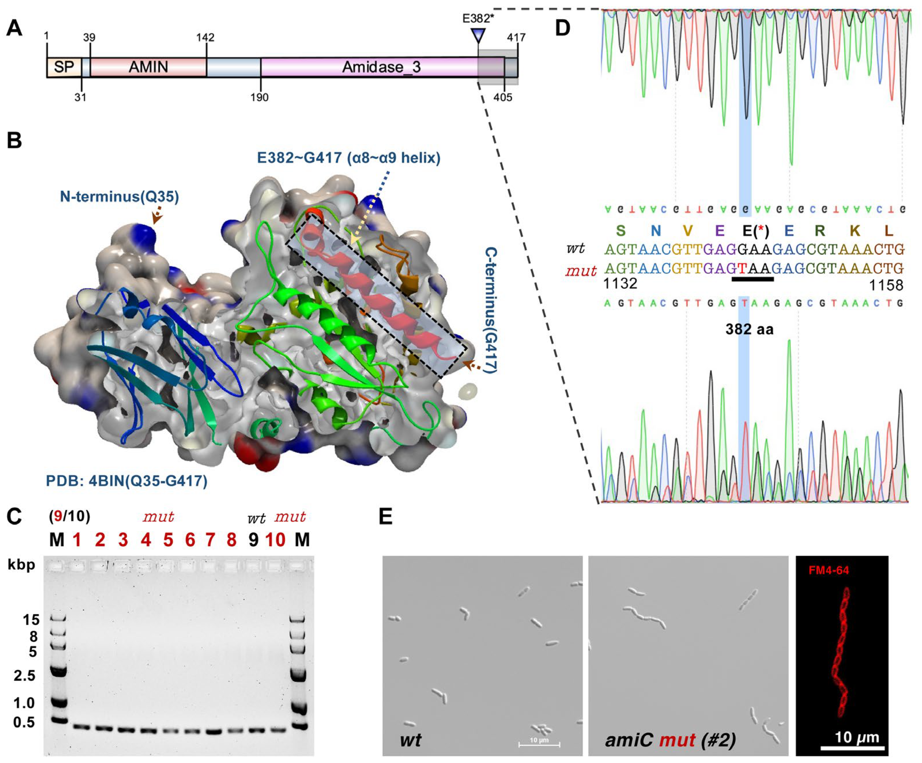 Ijms 24 03243 g004 Ijms 24 03243 g004