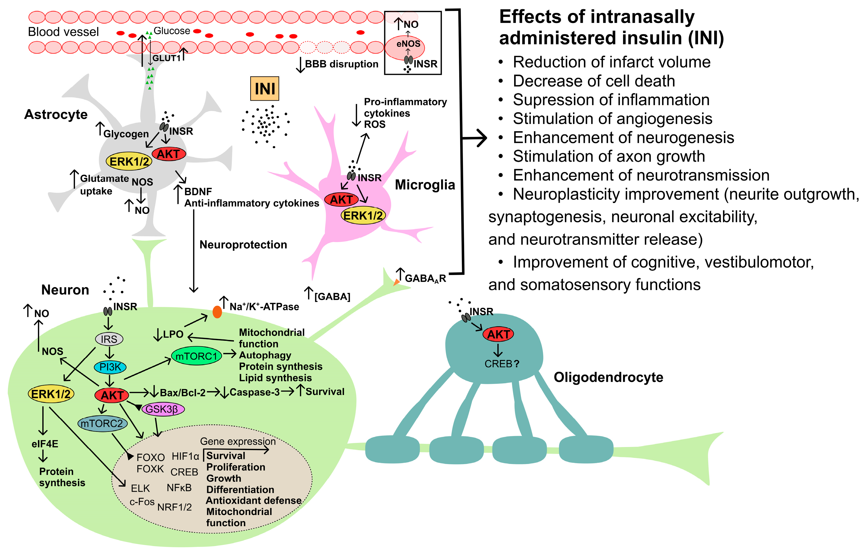 Ijms 24 03278 g002 Ijms 24 03278 g002