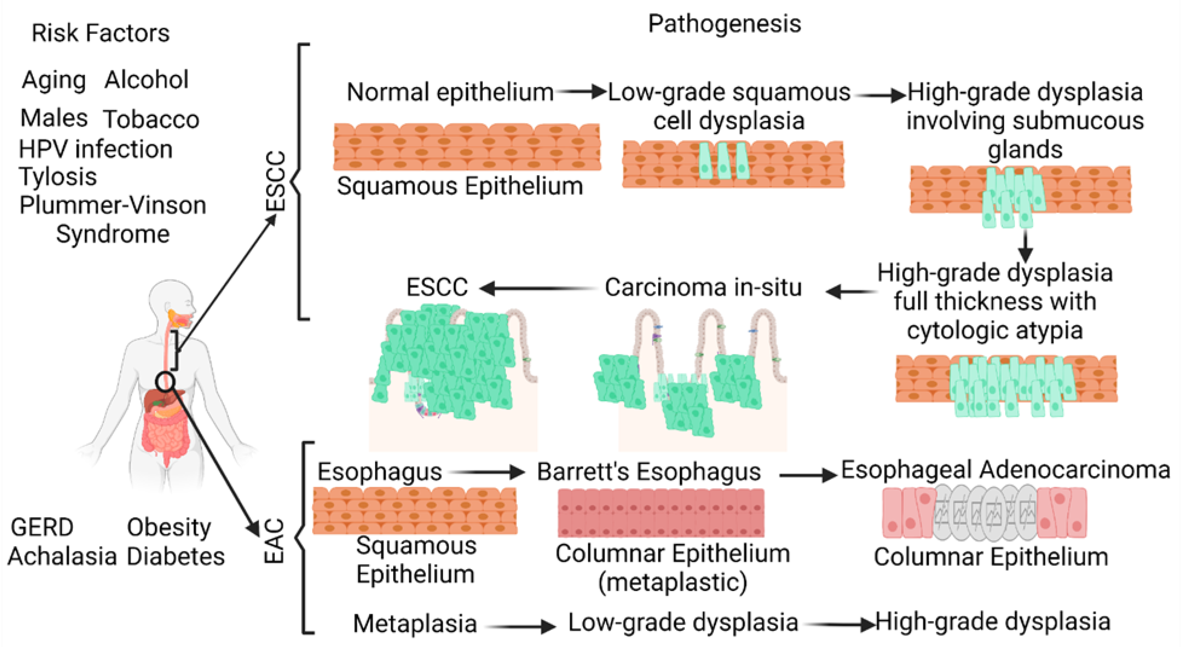 Ijms 24 03316 g001 Ijms 24 03316 g001