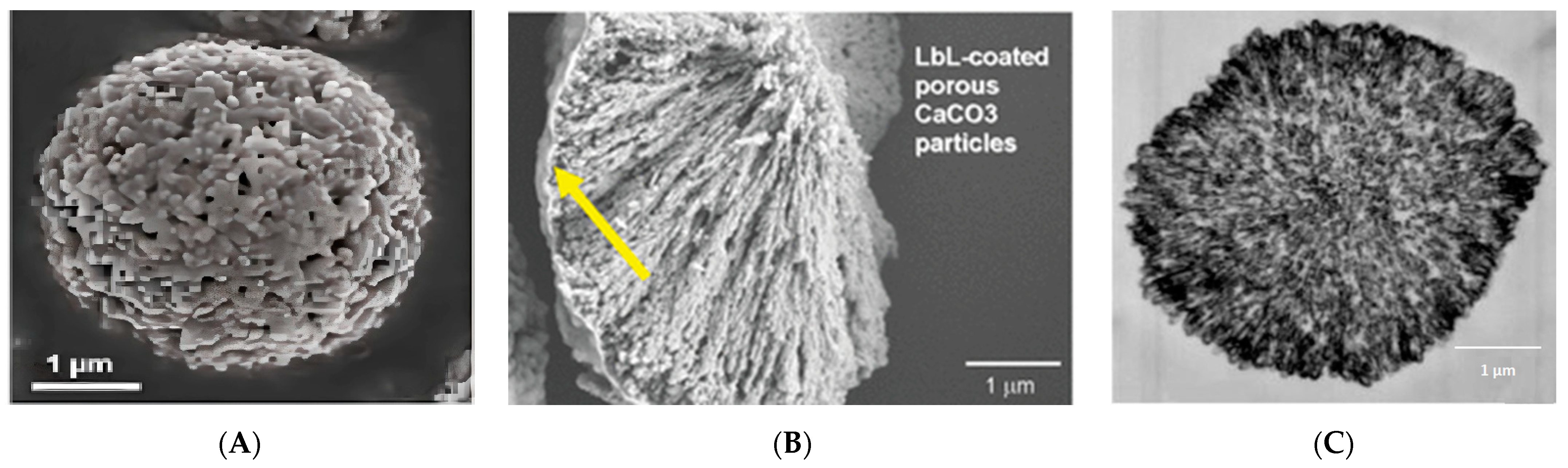 Ijms 24 03348 g003 Ijms 24 03348 g003