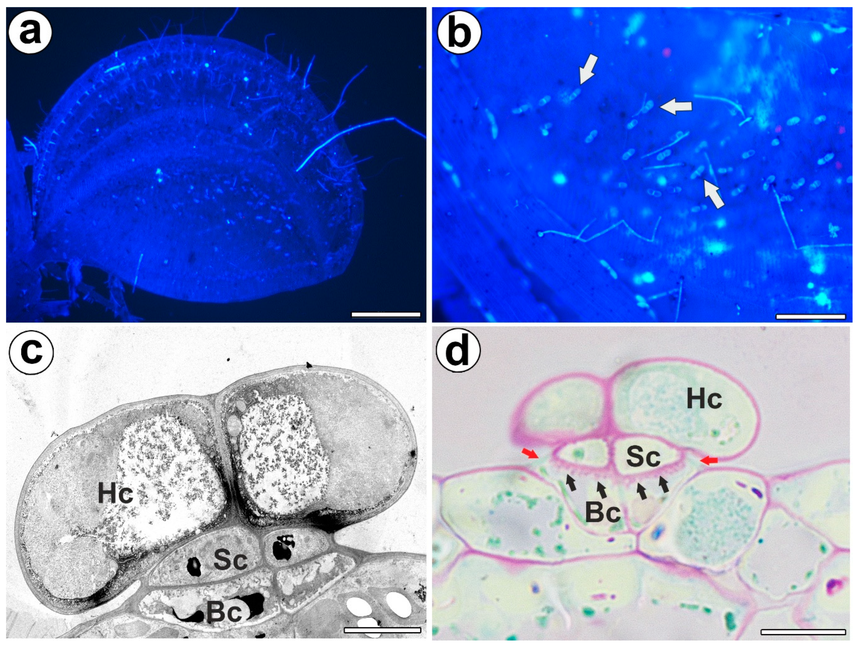 Ijms 24 03358 g001 Ijms 24 03358 g001