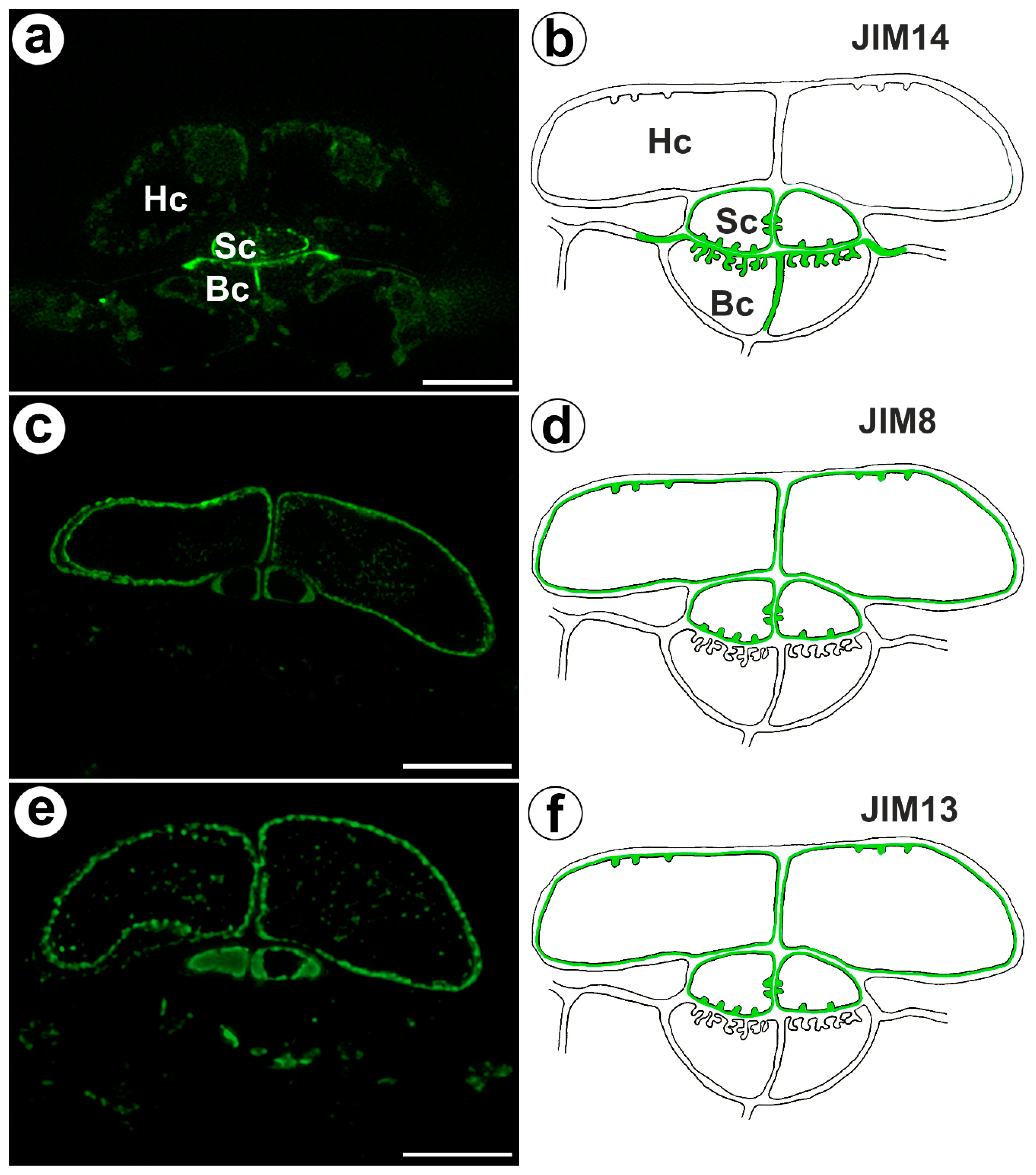 Ijms 24 03358 g002 Ijms 24 03358 g002