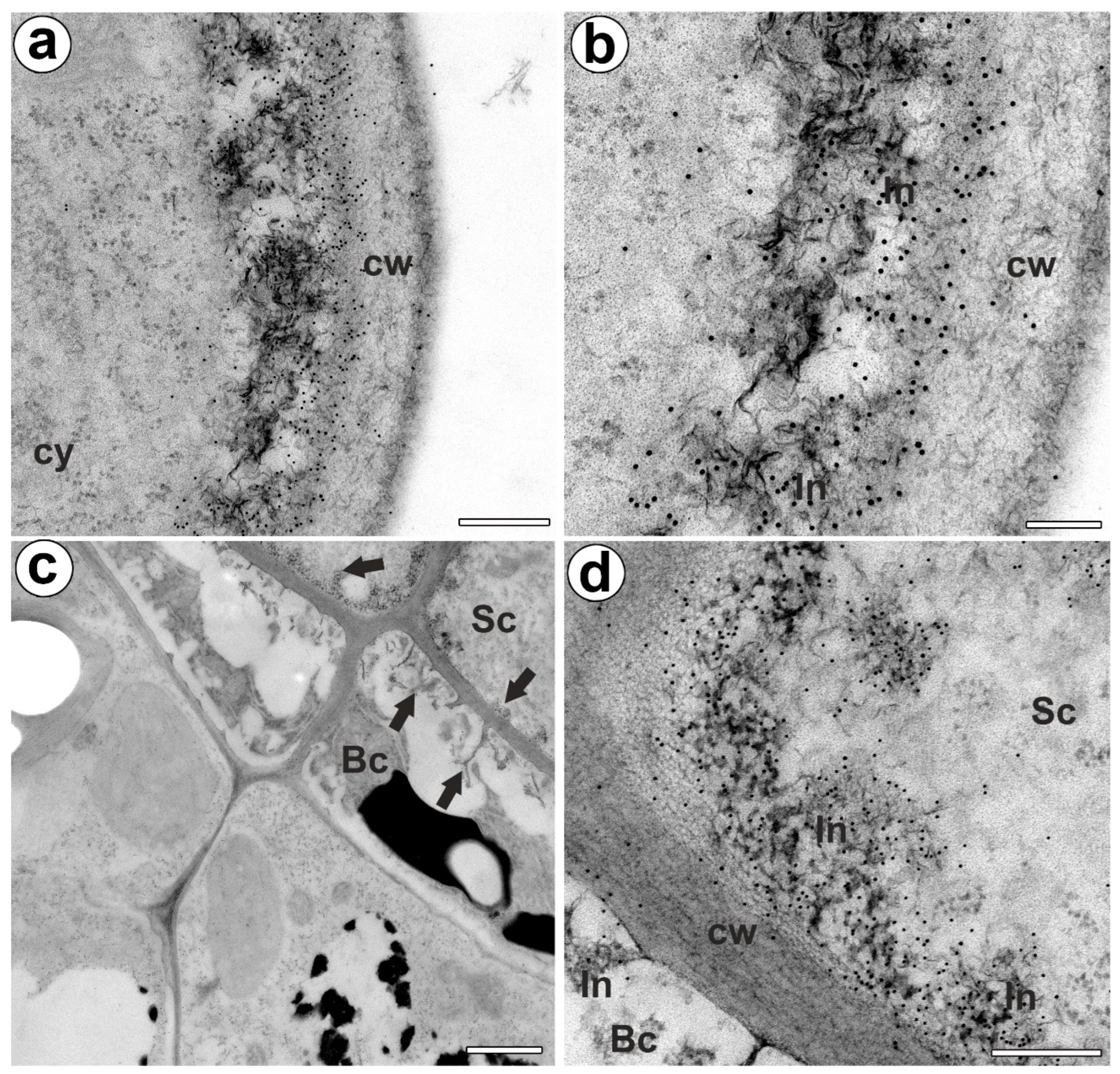 Ijms 24 03358 g003 Ijms 24 03358 g003