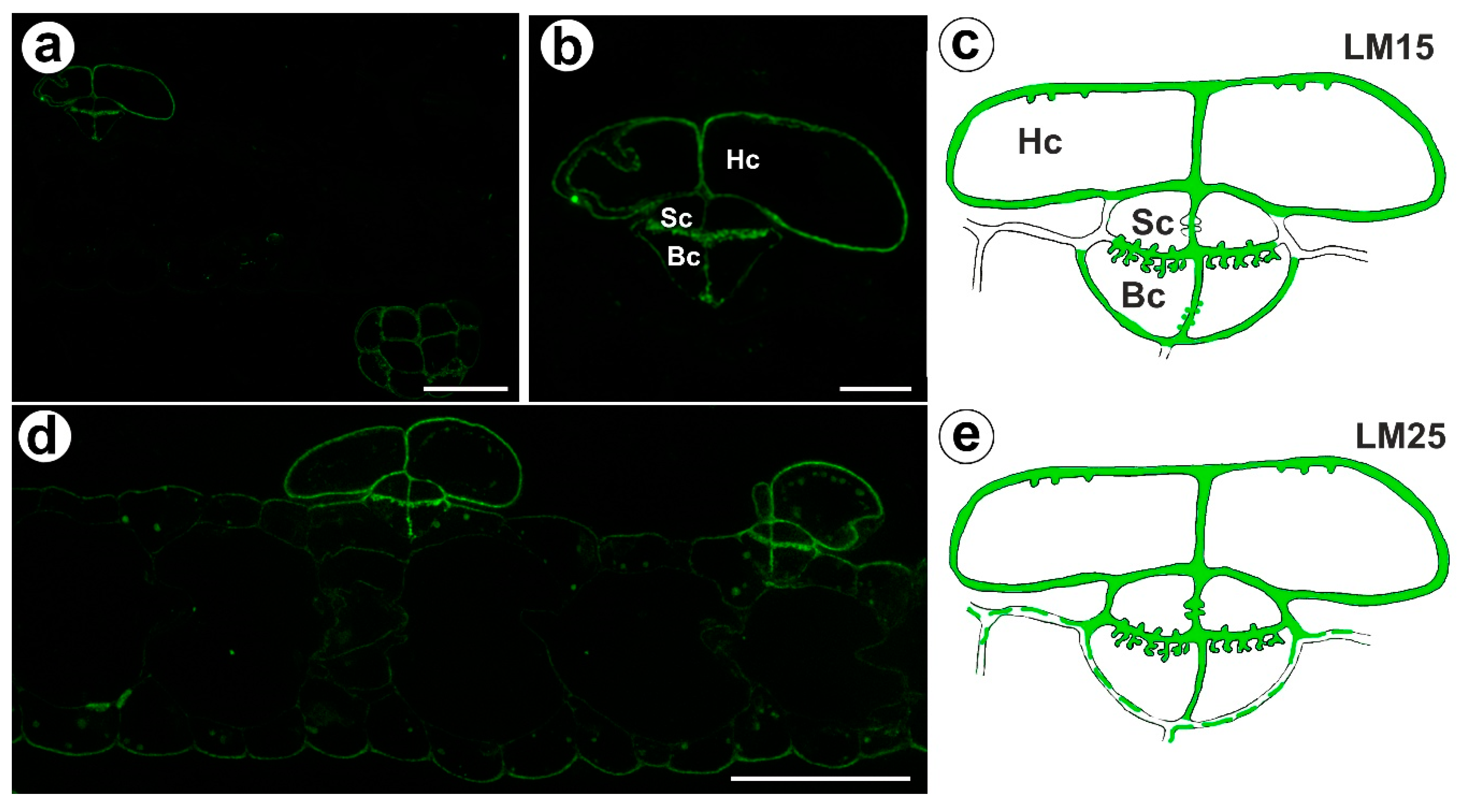 Ijms 24 03358 g005 Ijms 24 03358 g005