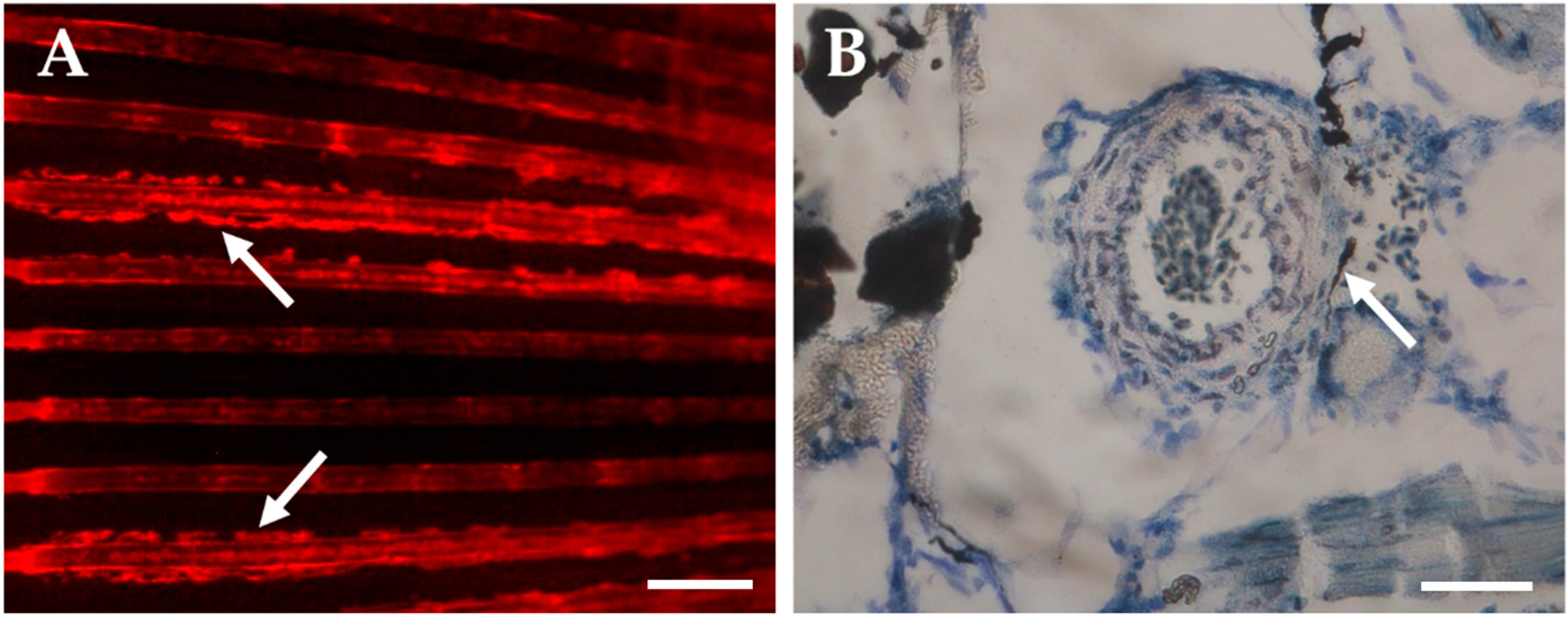 Ijms 24 03366 g001 Ijms 24 03366 g001