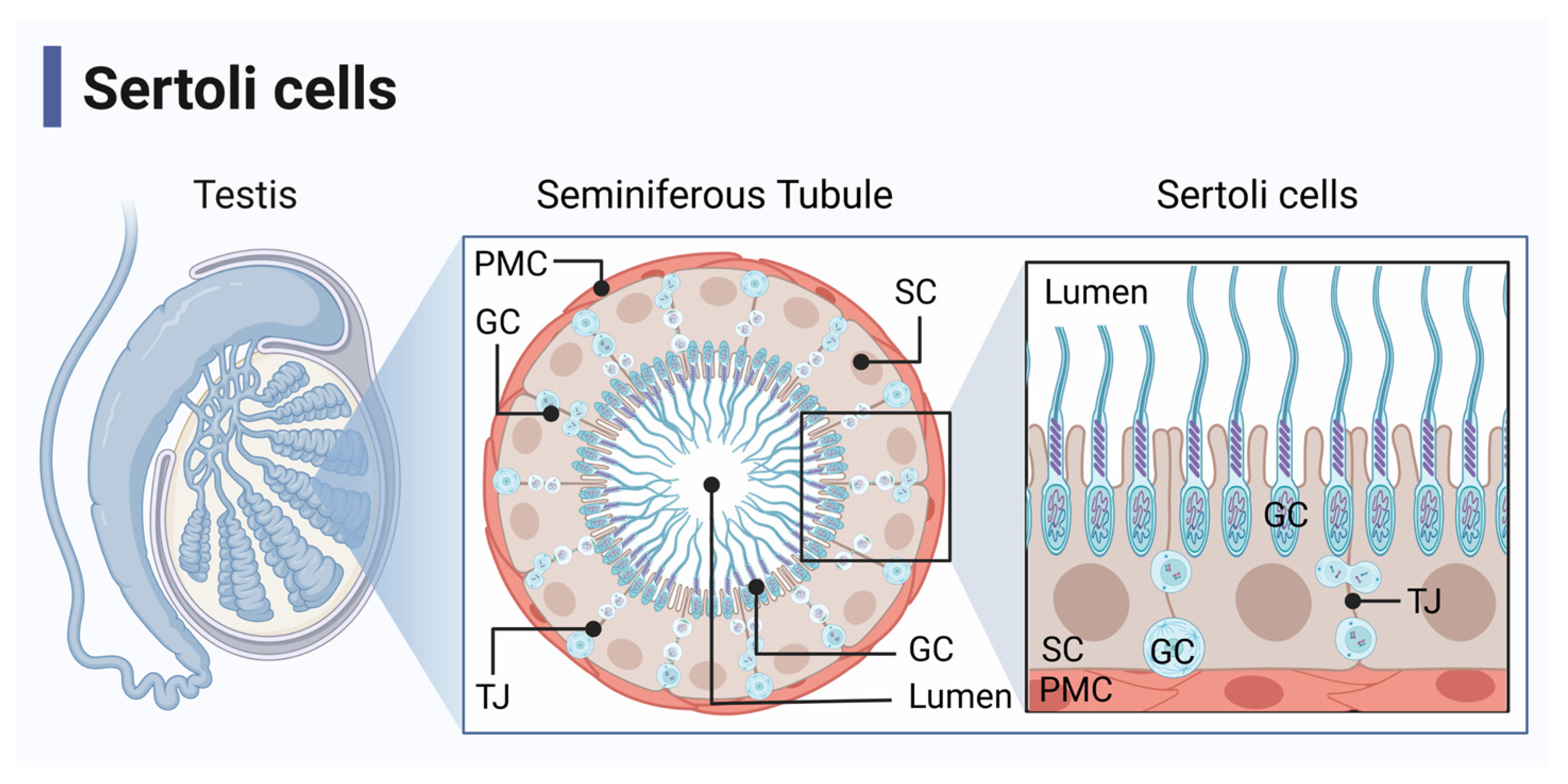 Ijms 24 03371 g001 Ijms 24 03371 g001