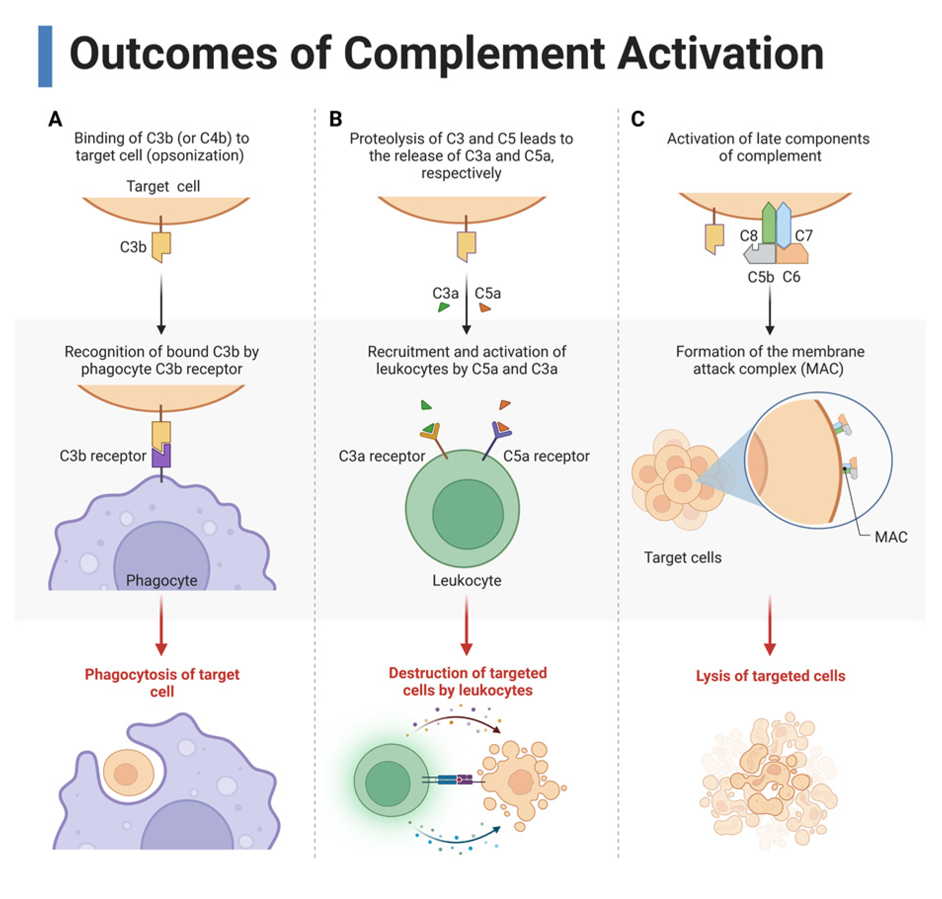 Ijms 24 03371 g003 Ijms 24 03371 g003