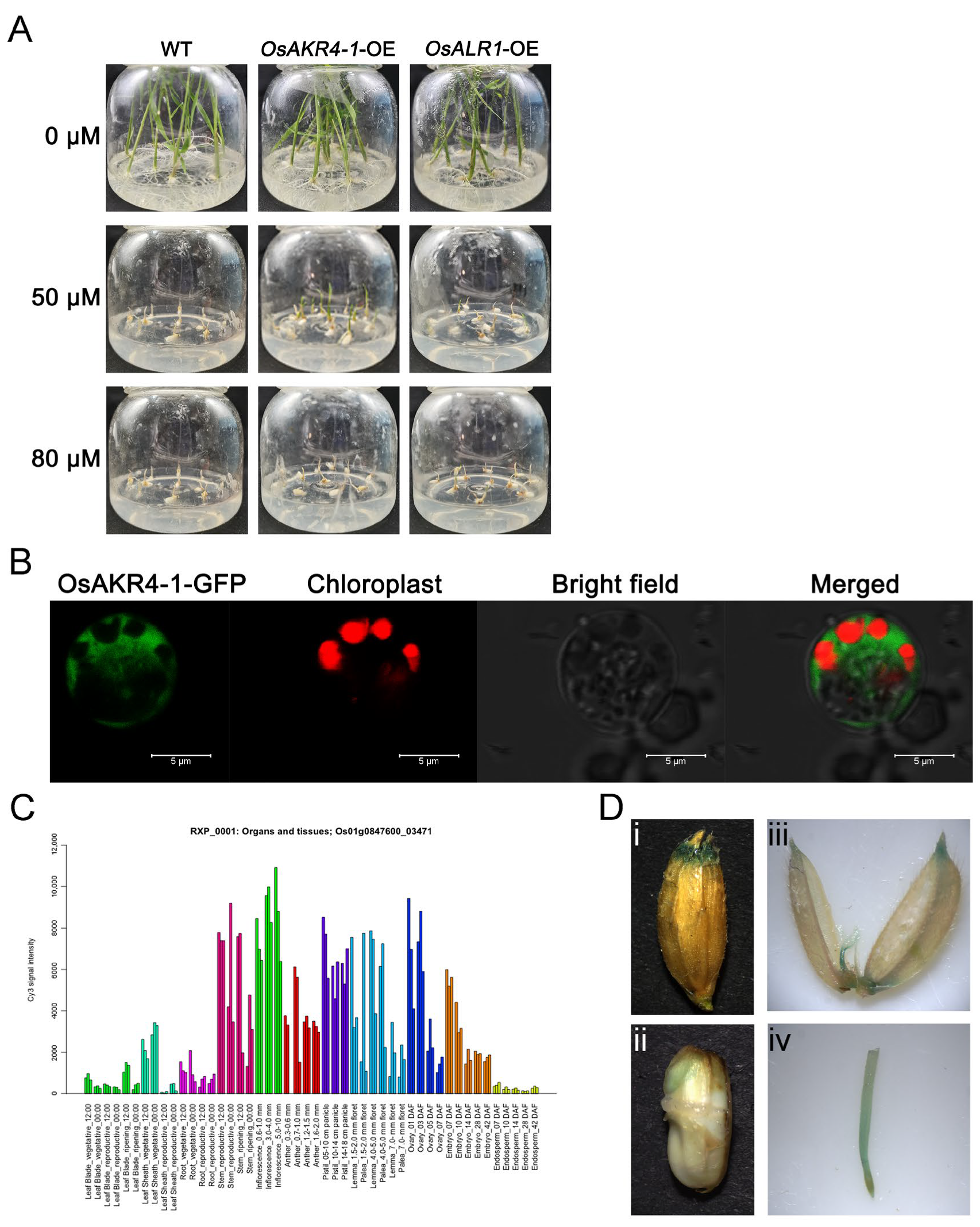 Ijms 24 03421 g006 Ijms 24 03421 g006