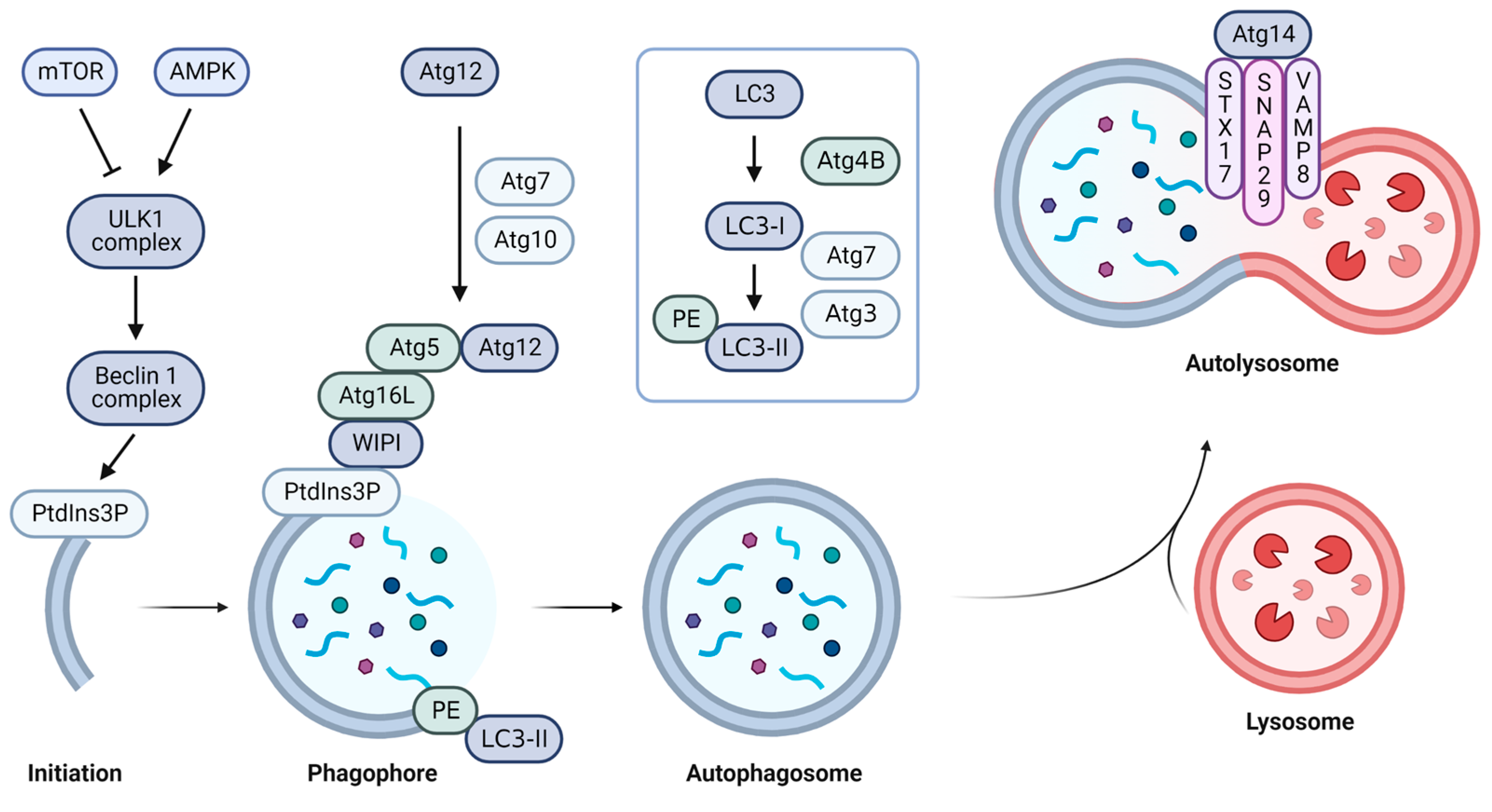 Ijms 24 03423 g002 Ijms 24 03423 g002