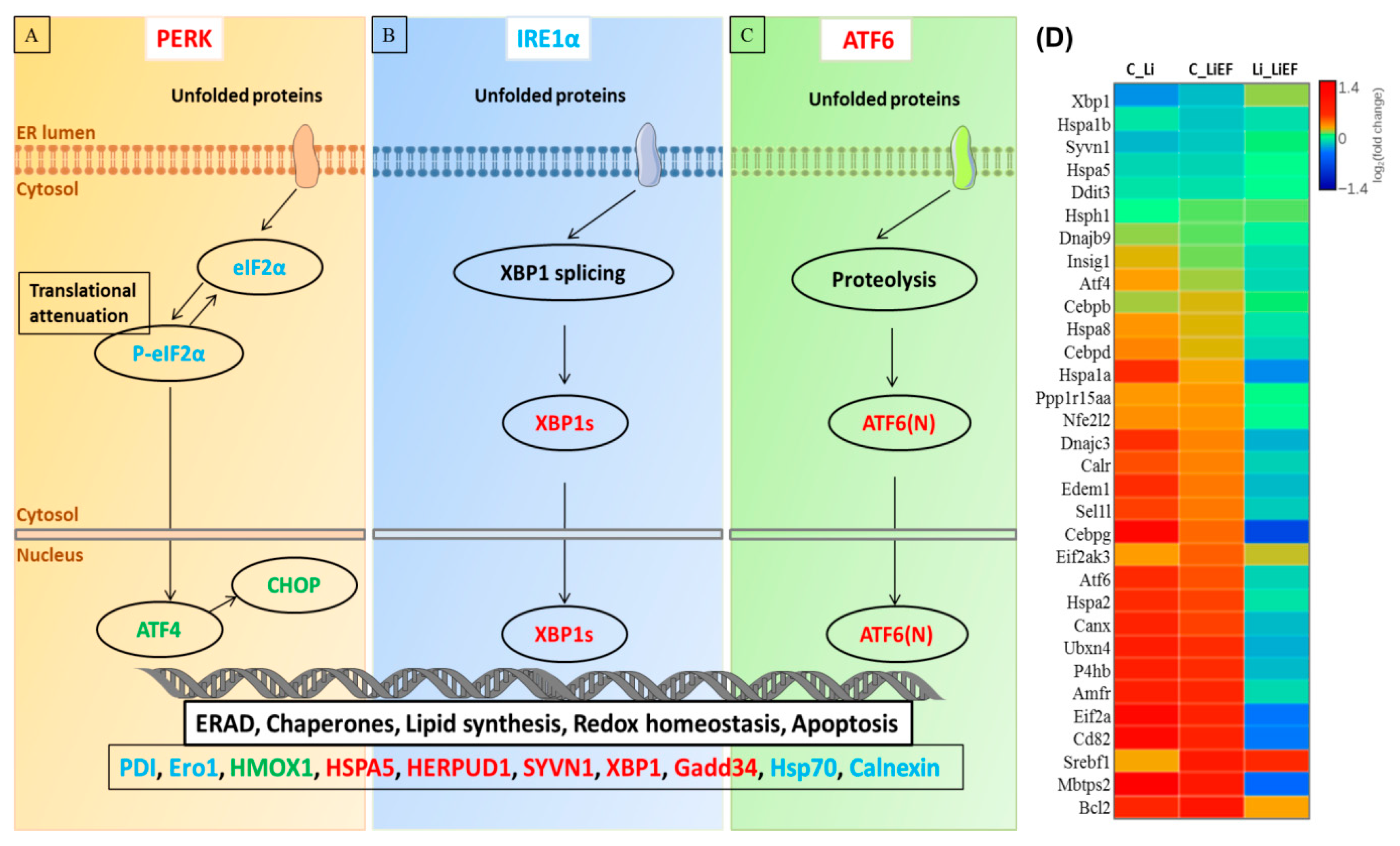 Ijms 24 03433 g006 Ijms 24 03433 g006