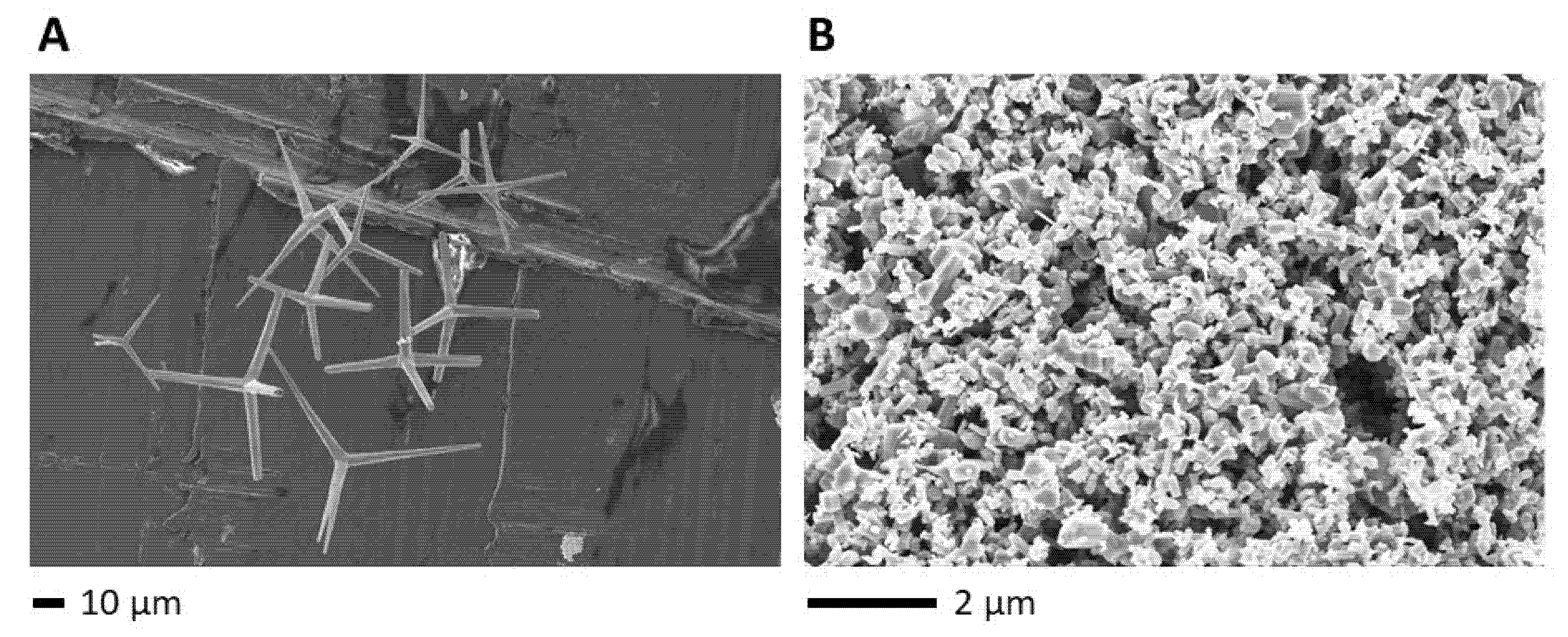 Ijms 24 03444 g001 Ijms 24 03444 g001