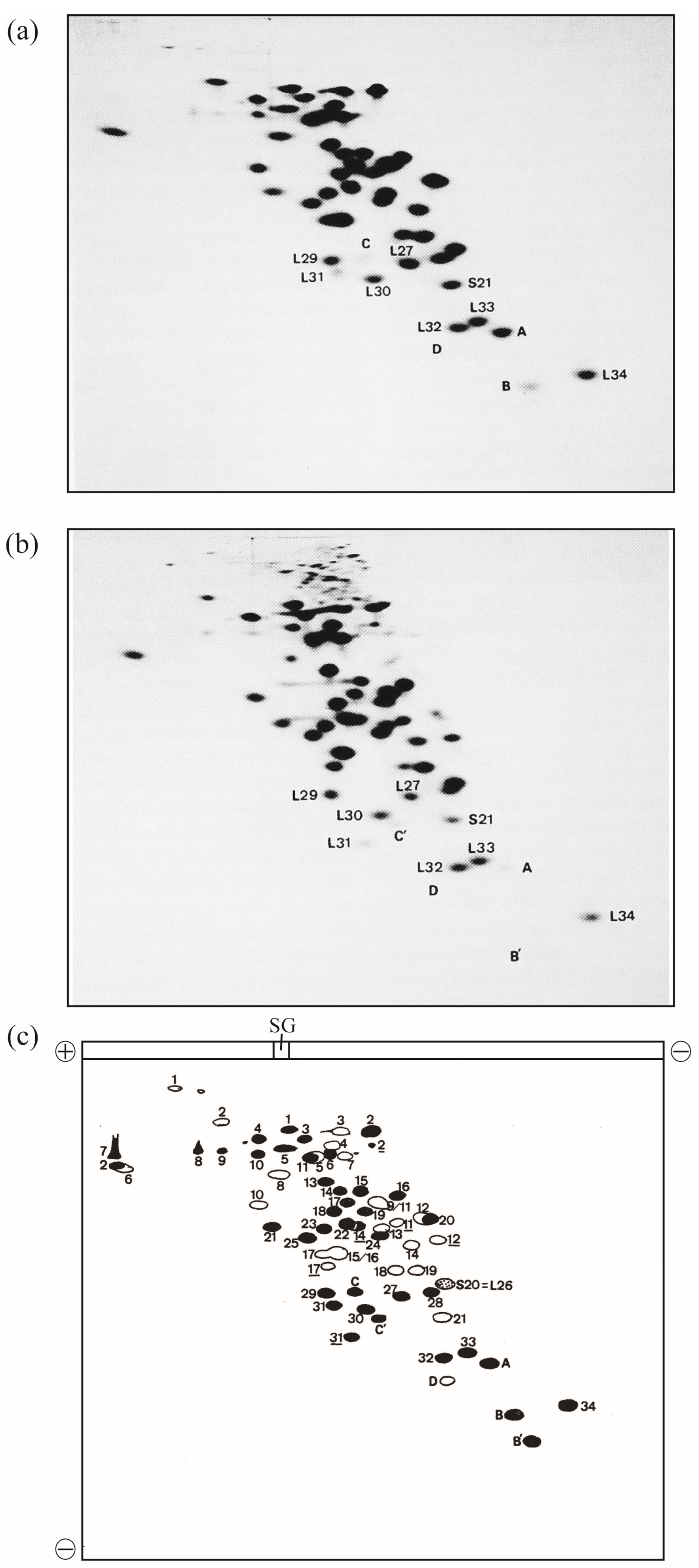 Ijms 24 03445 g001 Ijms 24 03445 g001