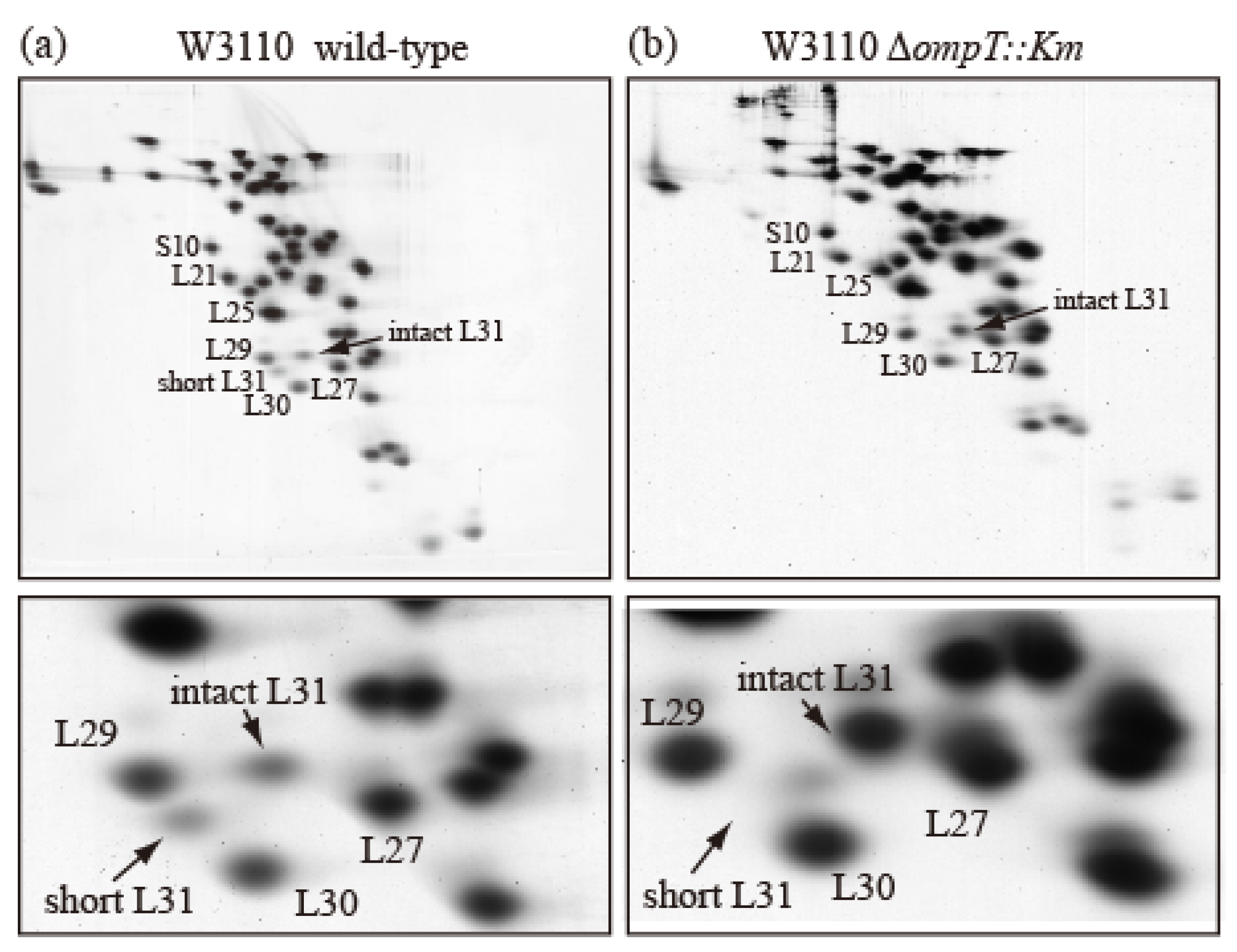 Ijms 24 03445 g003 Ijms 24 03445 g003