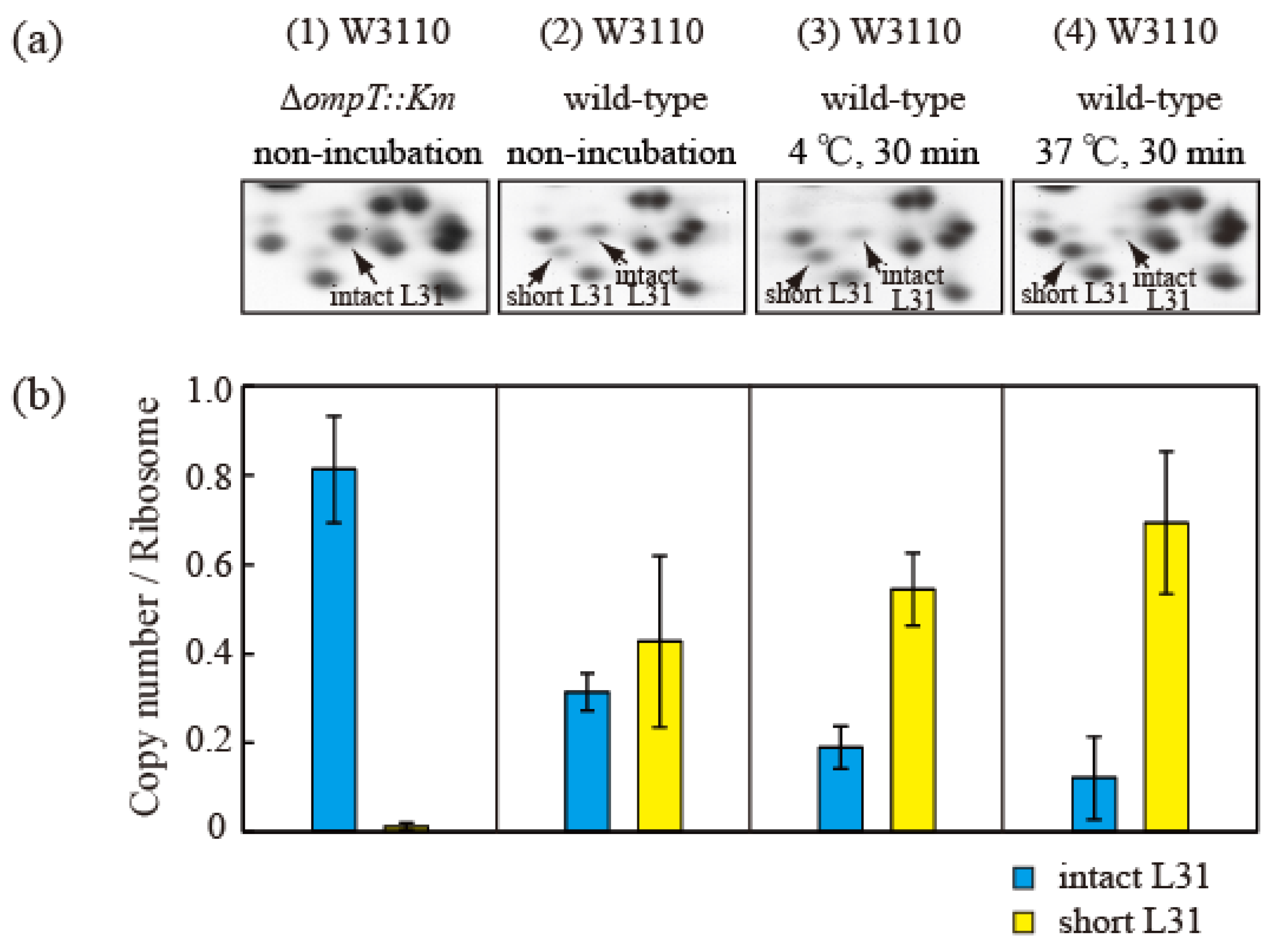 Ijms 24 03445 g005 Ijms 24 03445 g005