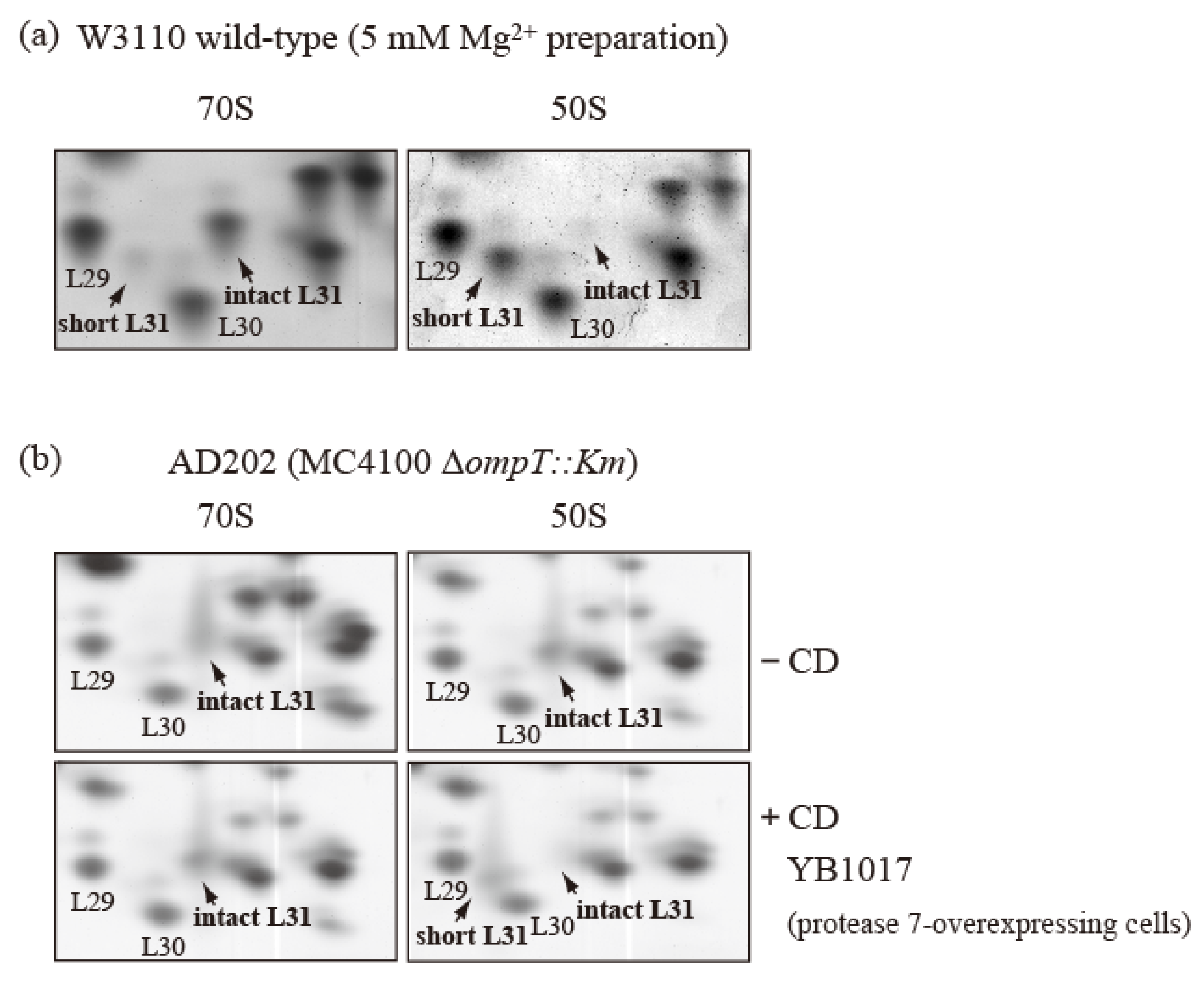 Ijms 24 03445 g006 Ijms 24 03445 g006