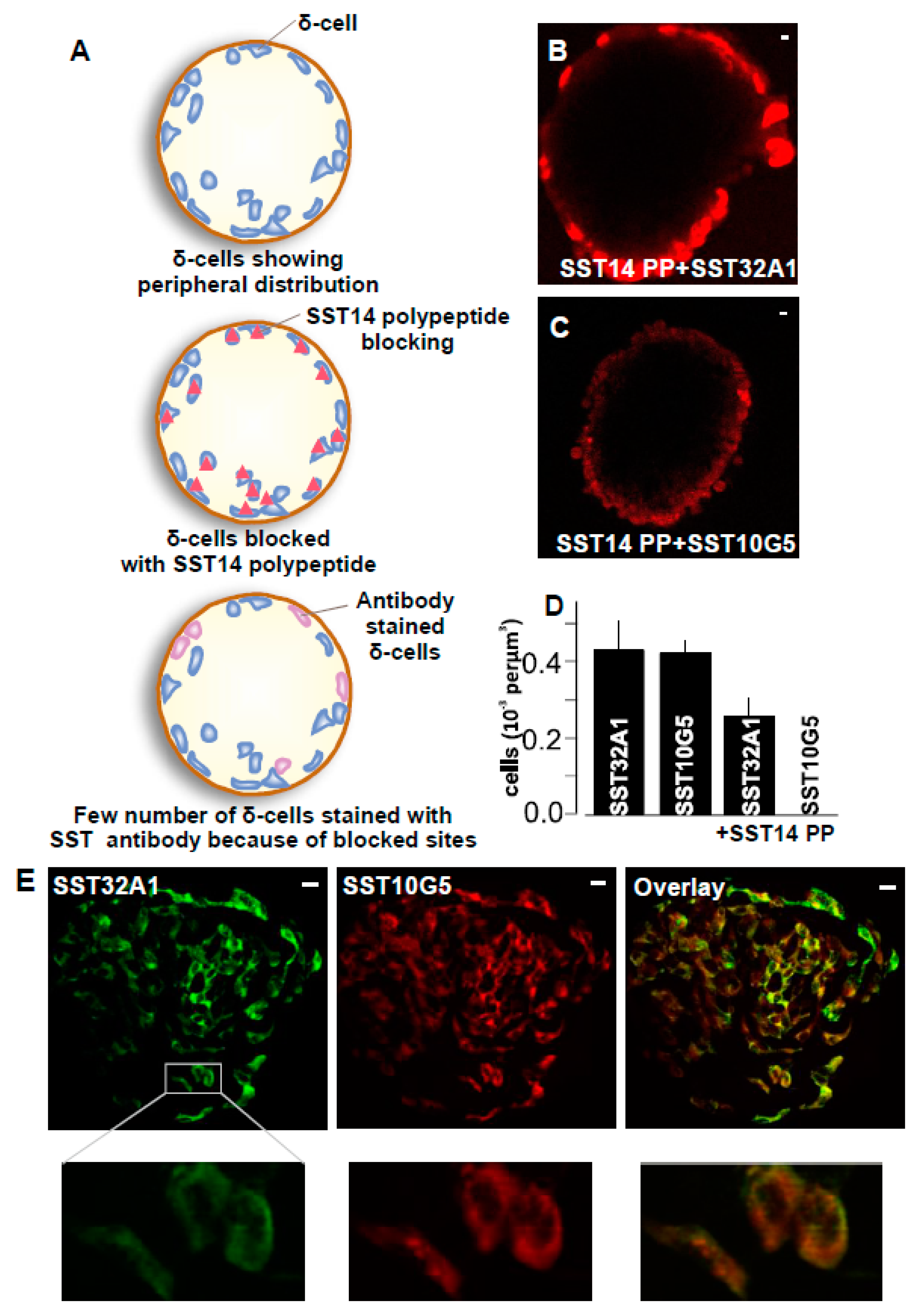 Ijms 24 03449 g003 Ijms 24 03449 g003