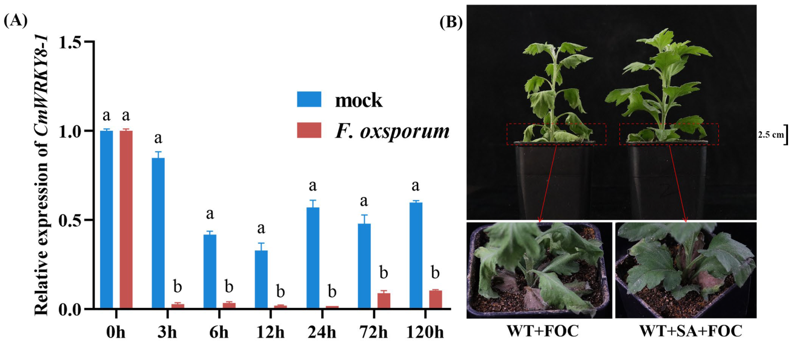 Ijms 24 03499 g003 Ijms 24 03499 g003