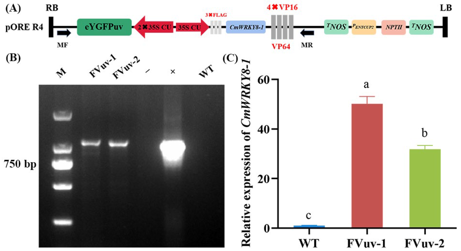 Ijms 24 03499 g004 Ijms 24 03499 g004